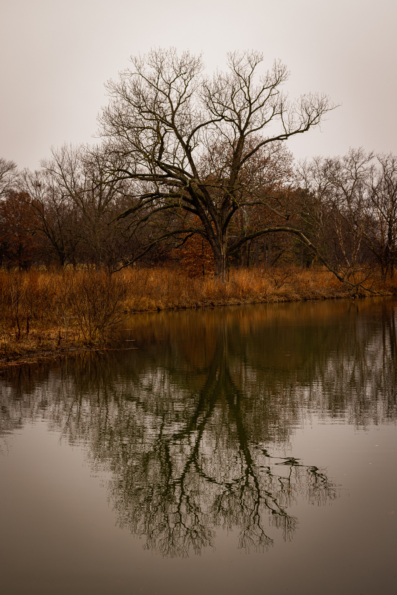 Forest Park