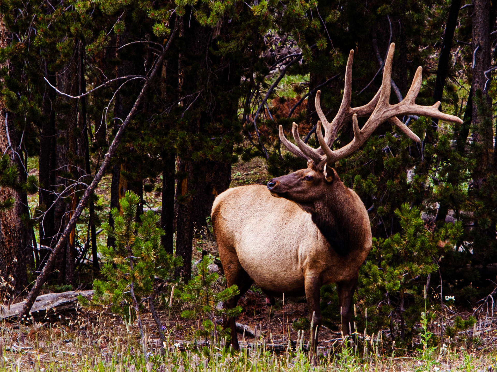 Bull Elk
