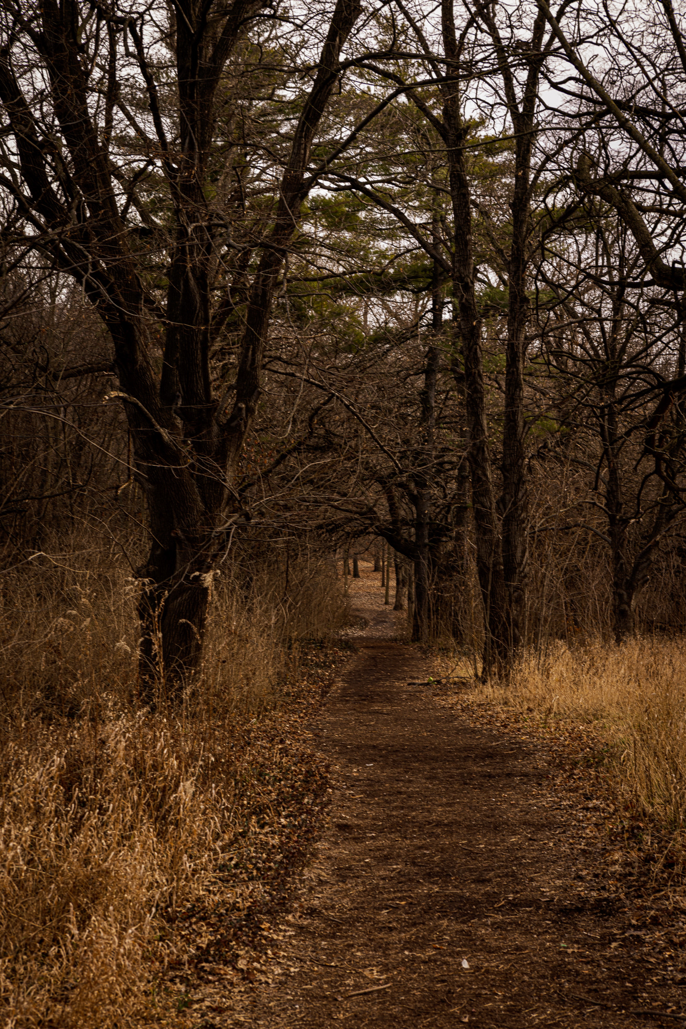 Forest Park