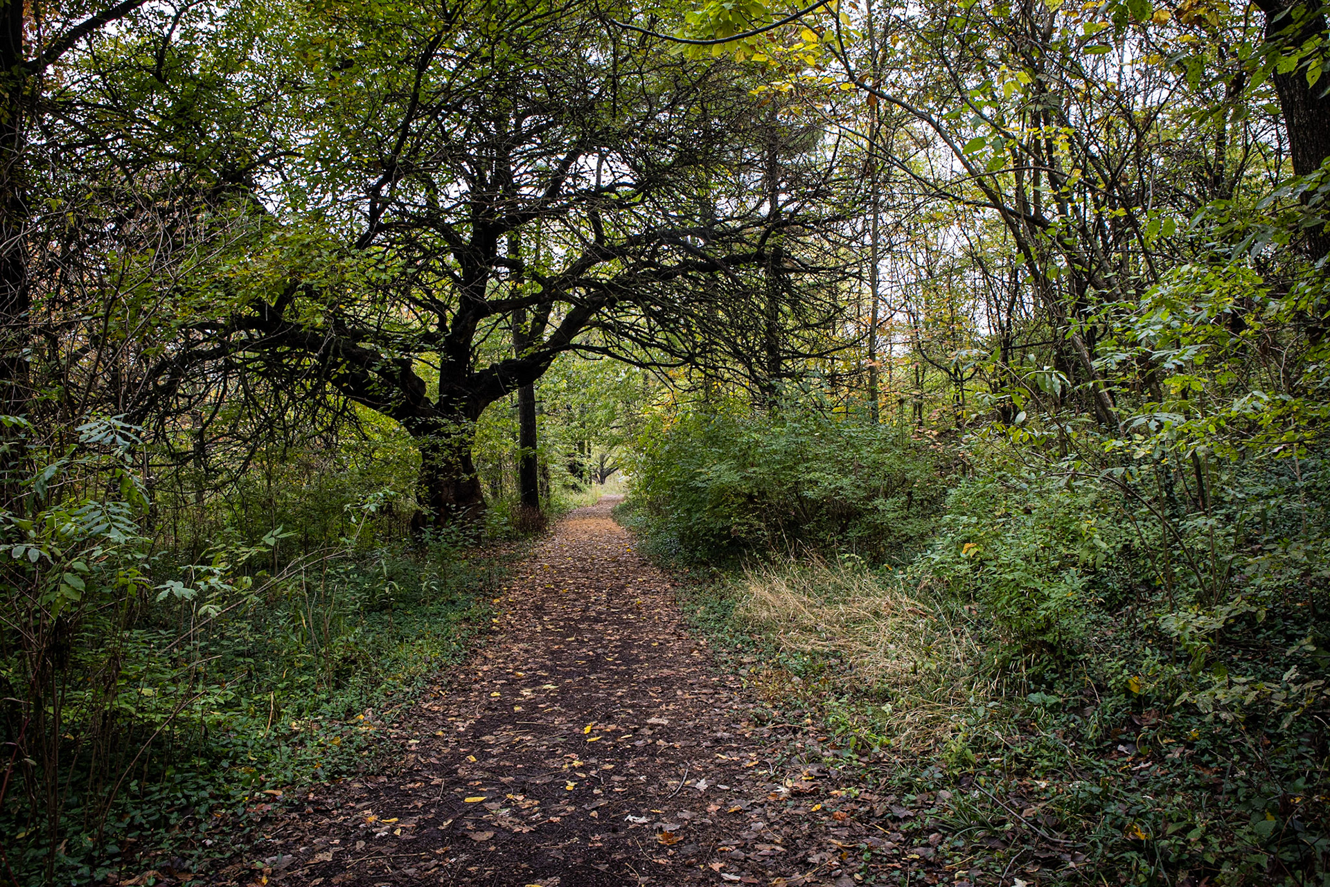 Forest Park