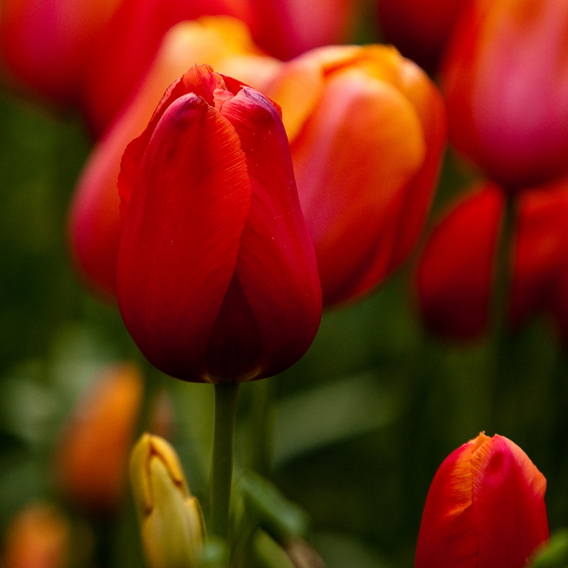 Tulips