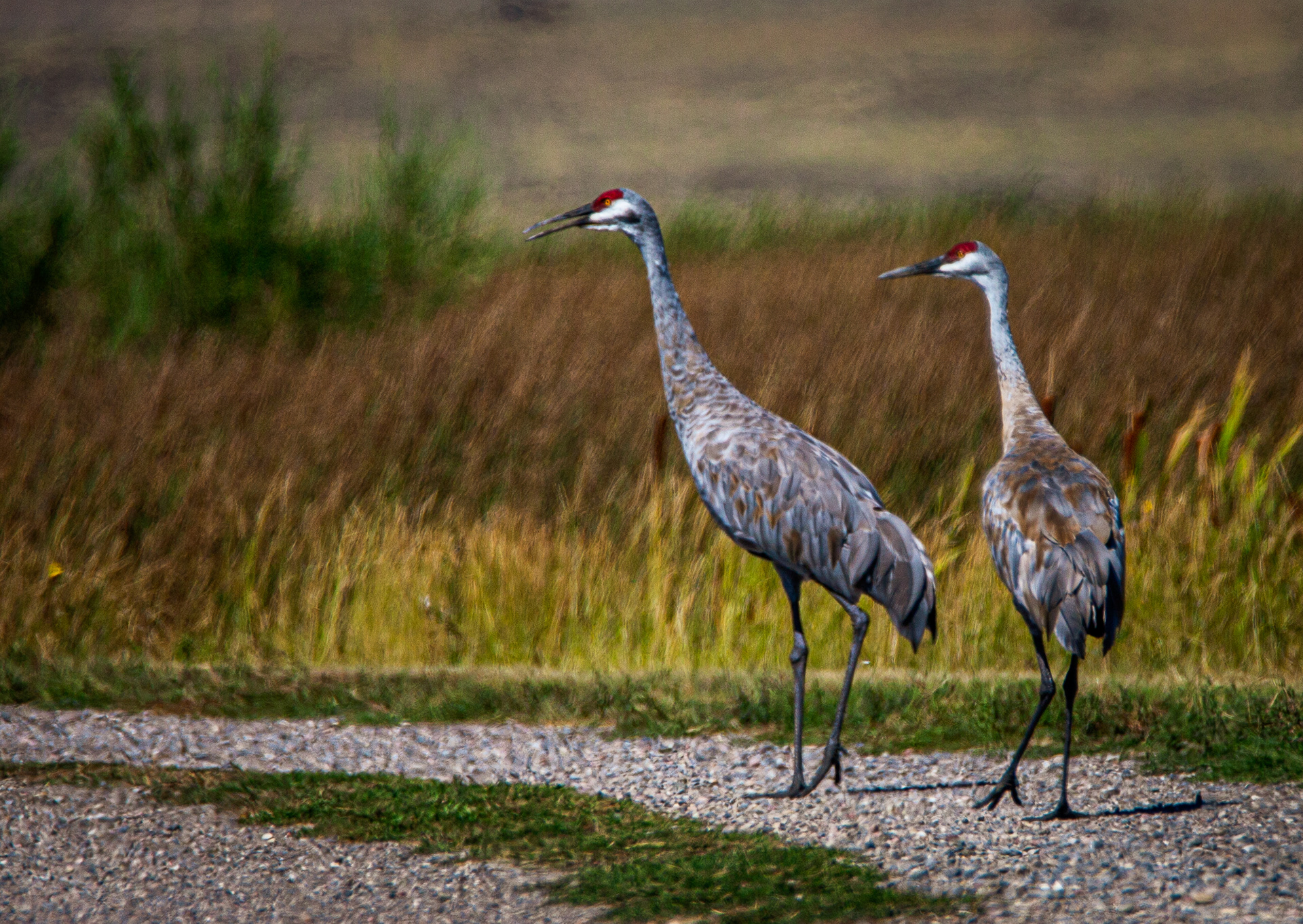 Sandhill Cranes