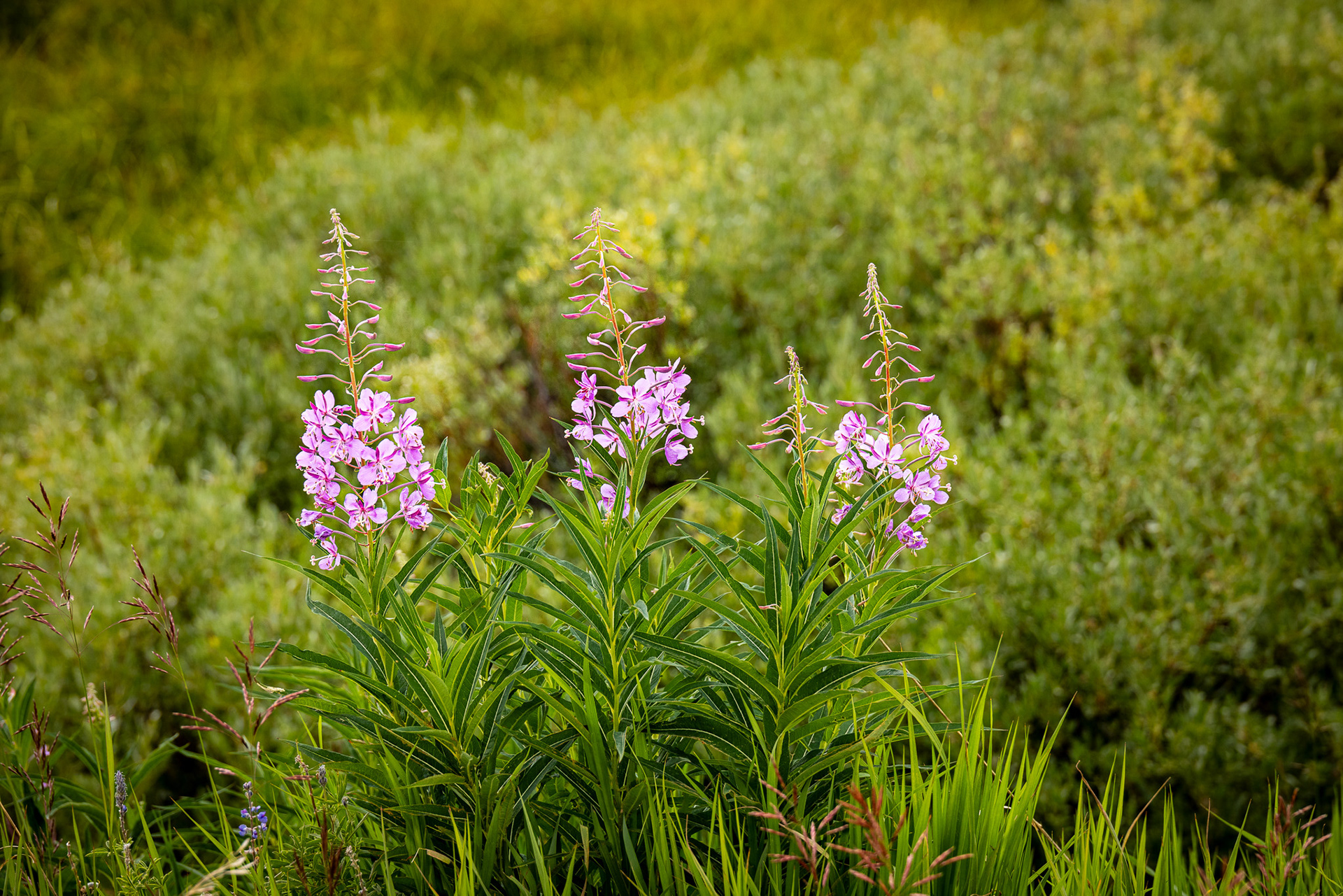 Fireweed