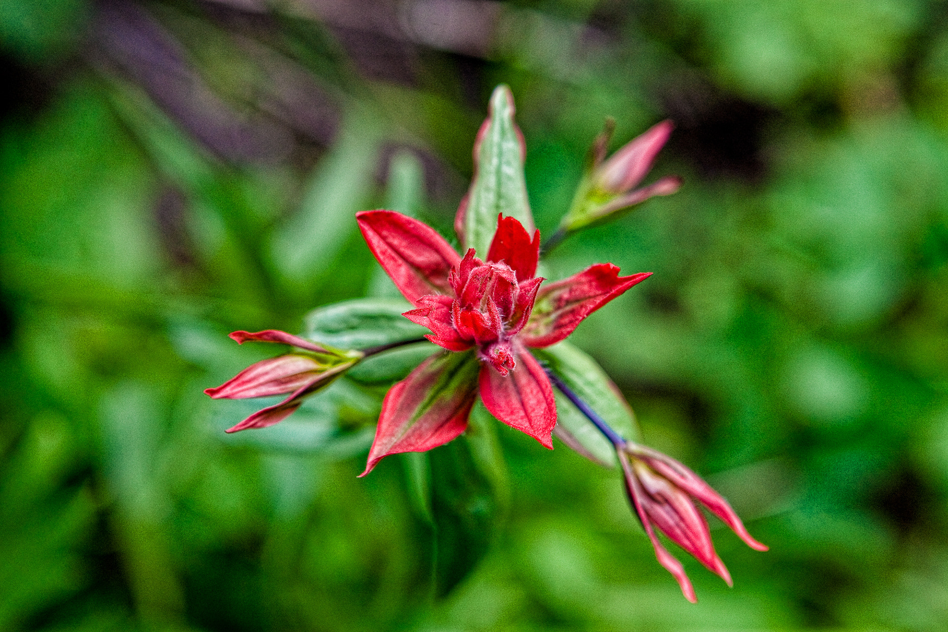 Indian Paintbrush