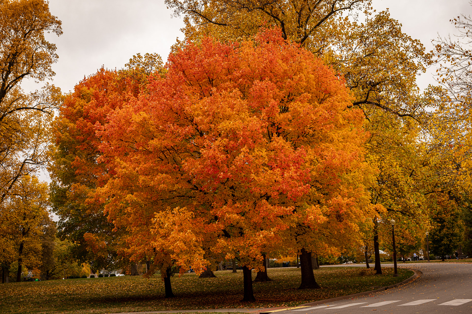 Tower Grove Park