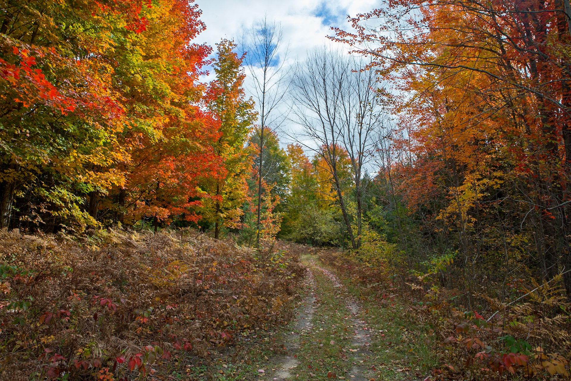 Fall Colors - Michigan