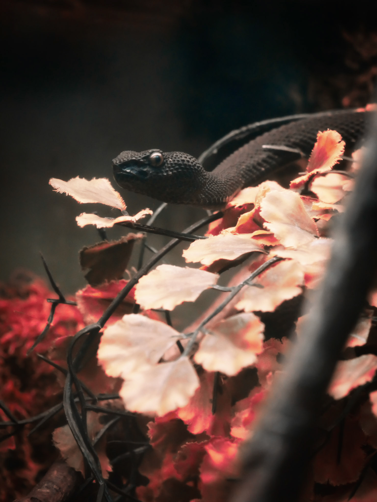 Mangrove Pit Viper