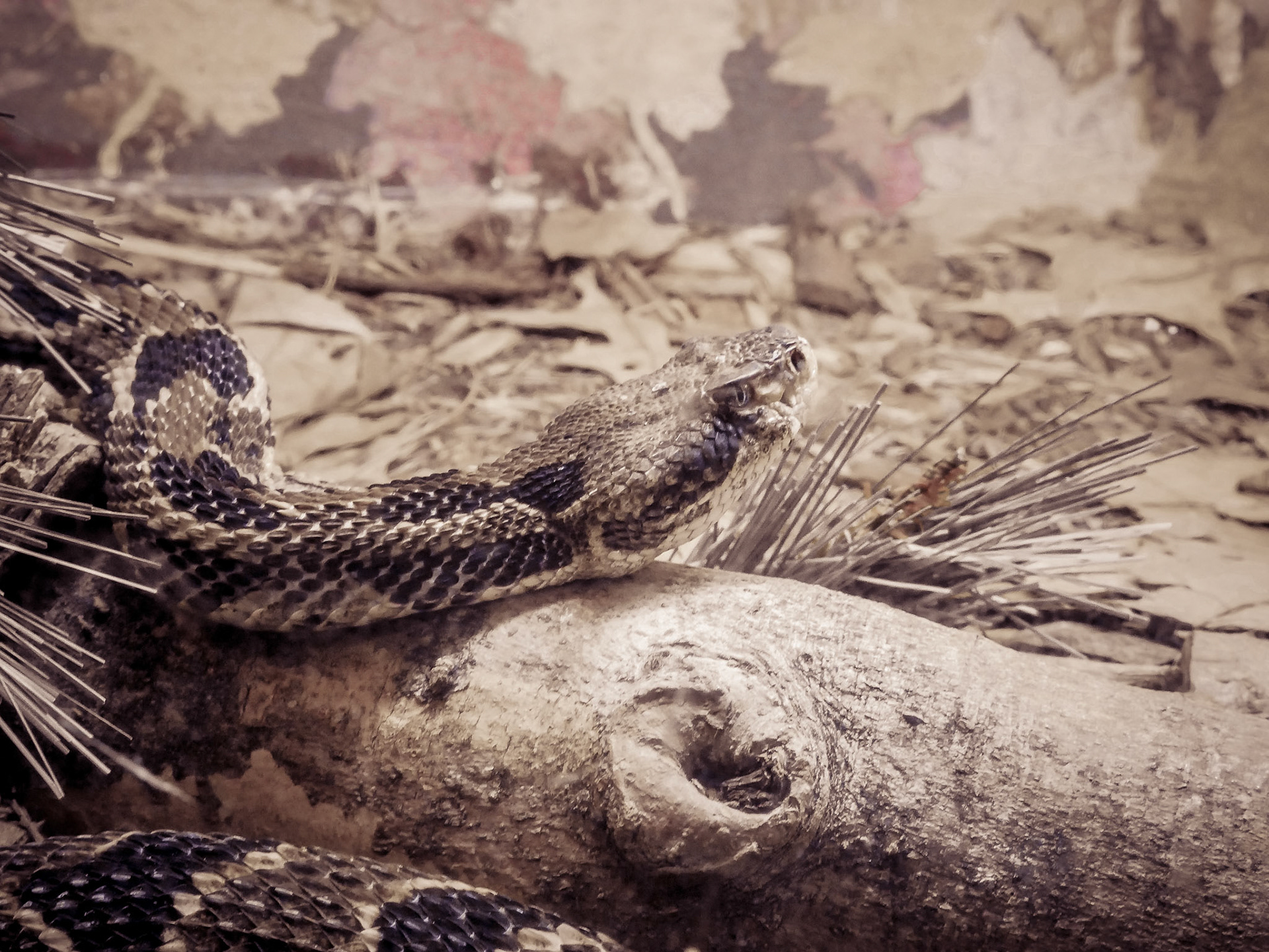 Timber Rattlesnake