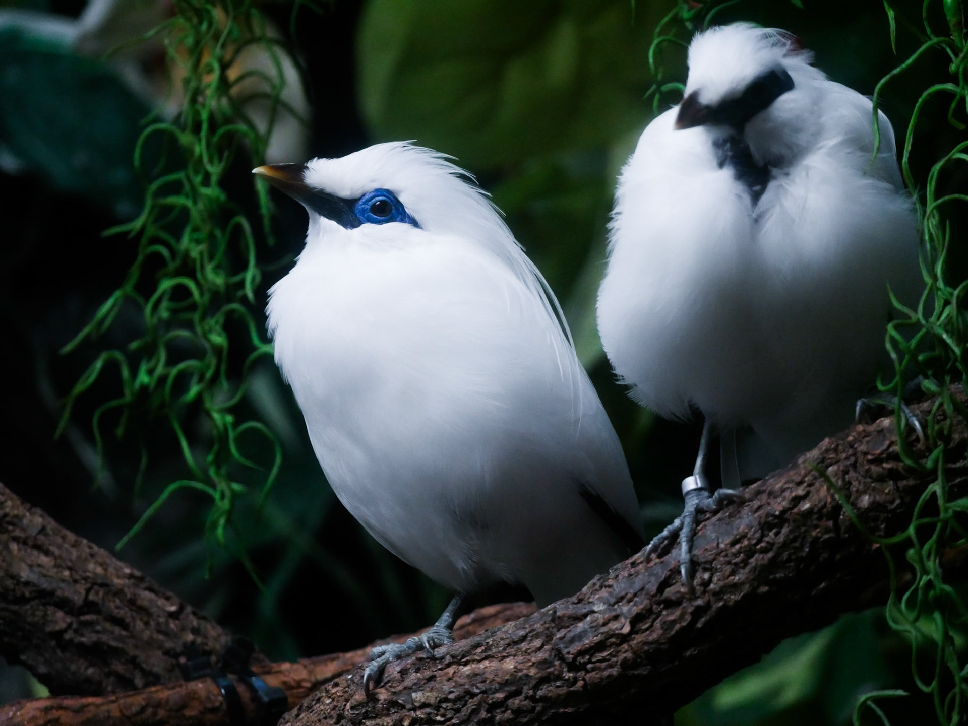 Bali Myna