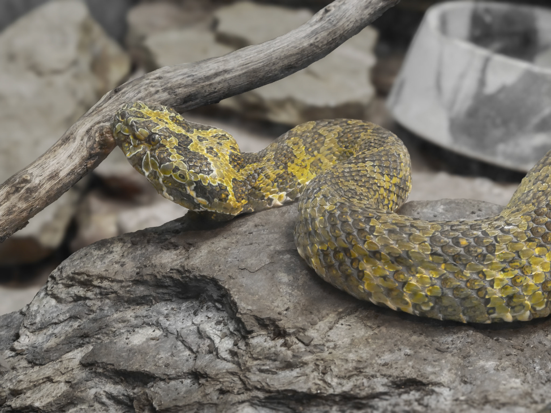 Mangshan Pit Viper