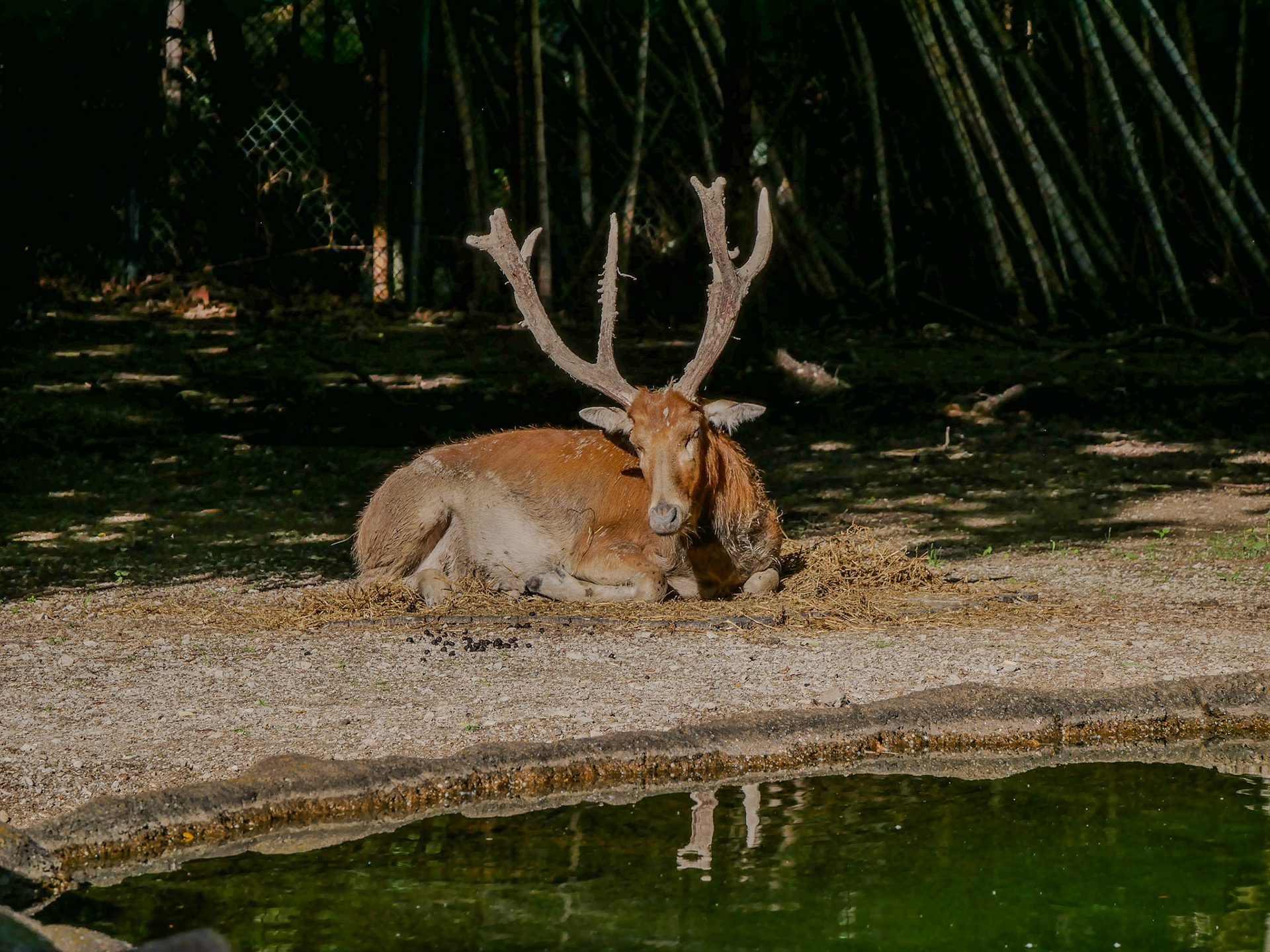 Père David's deer