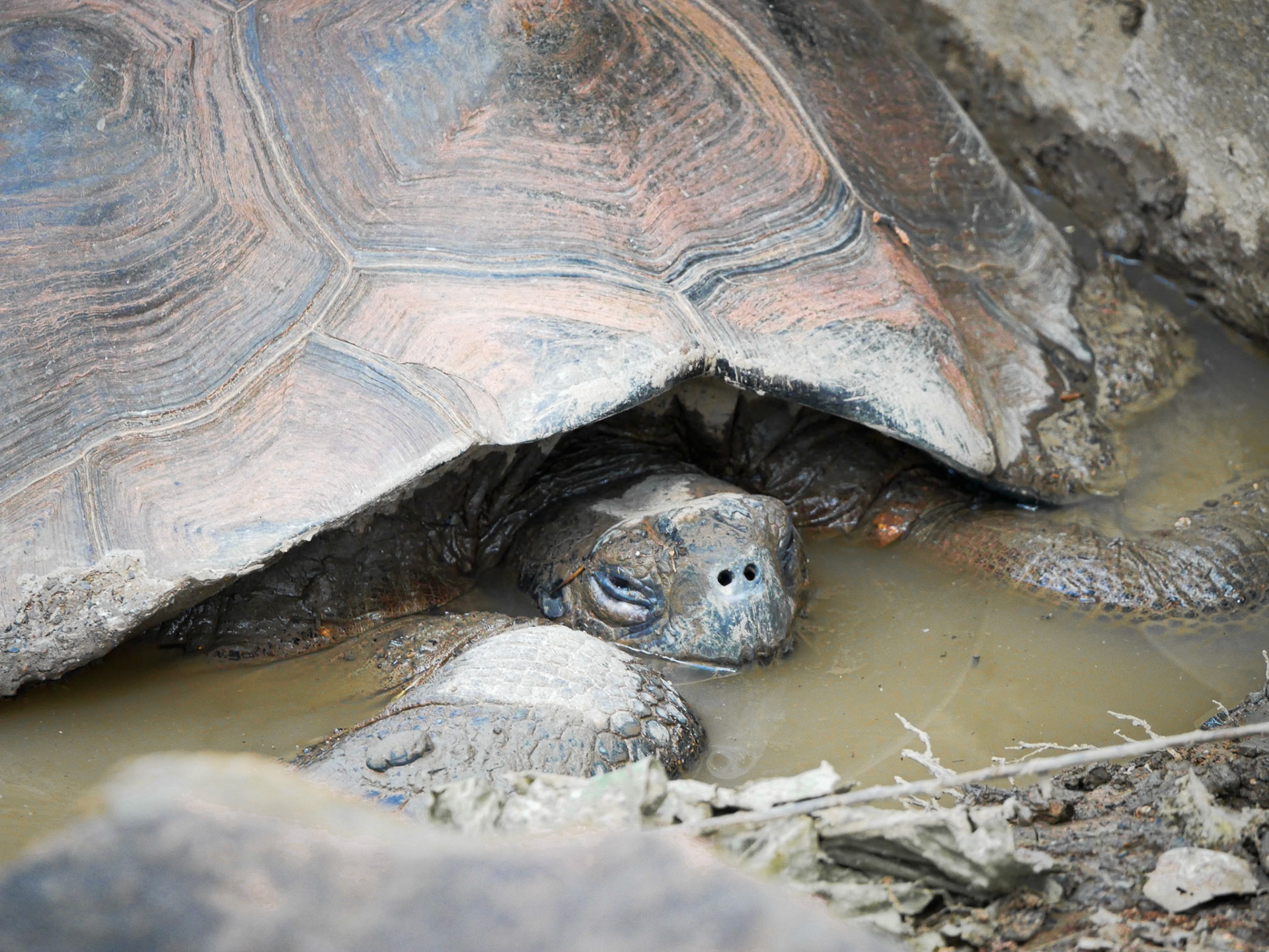 Galapagos giant tortoise close up