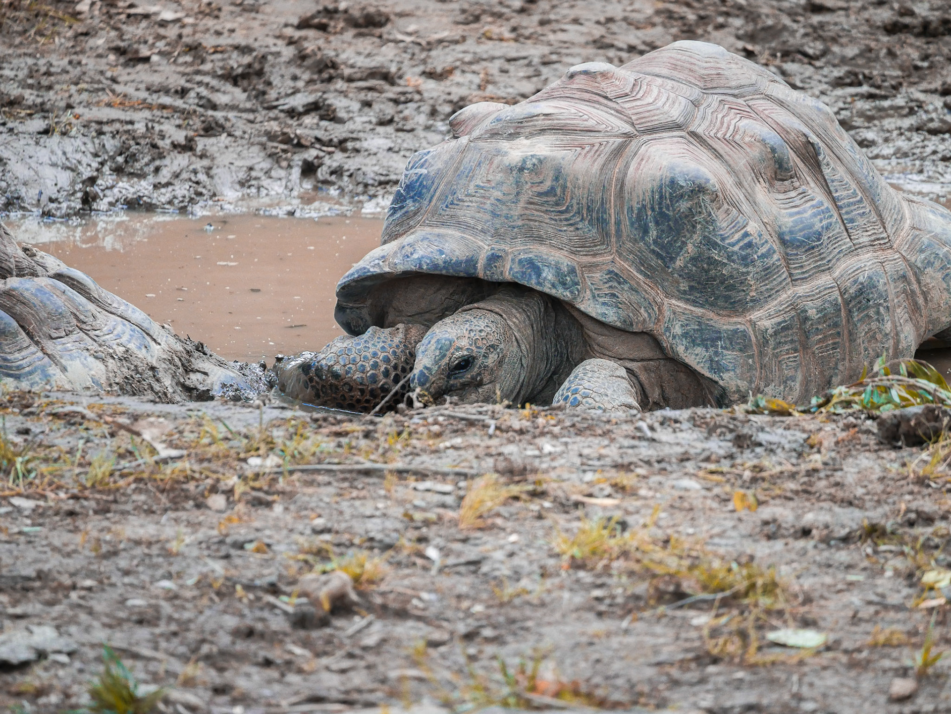 Galapagos giant tortoise resting