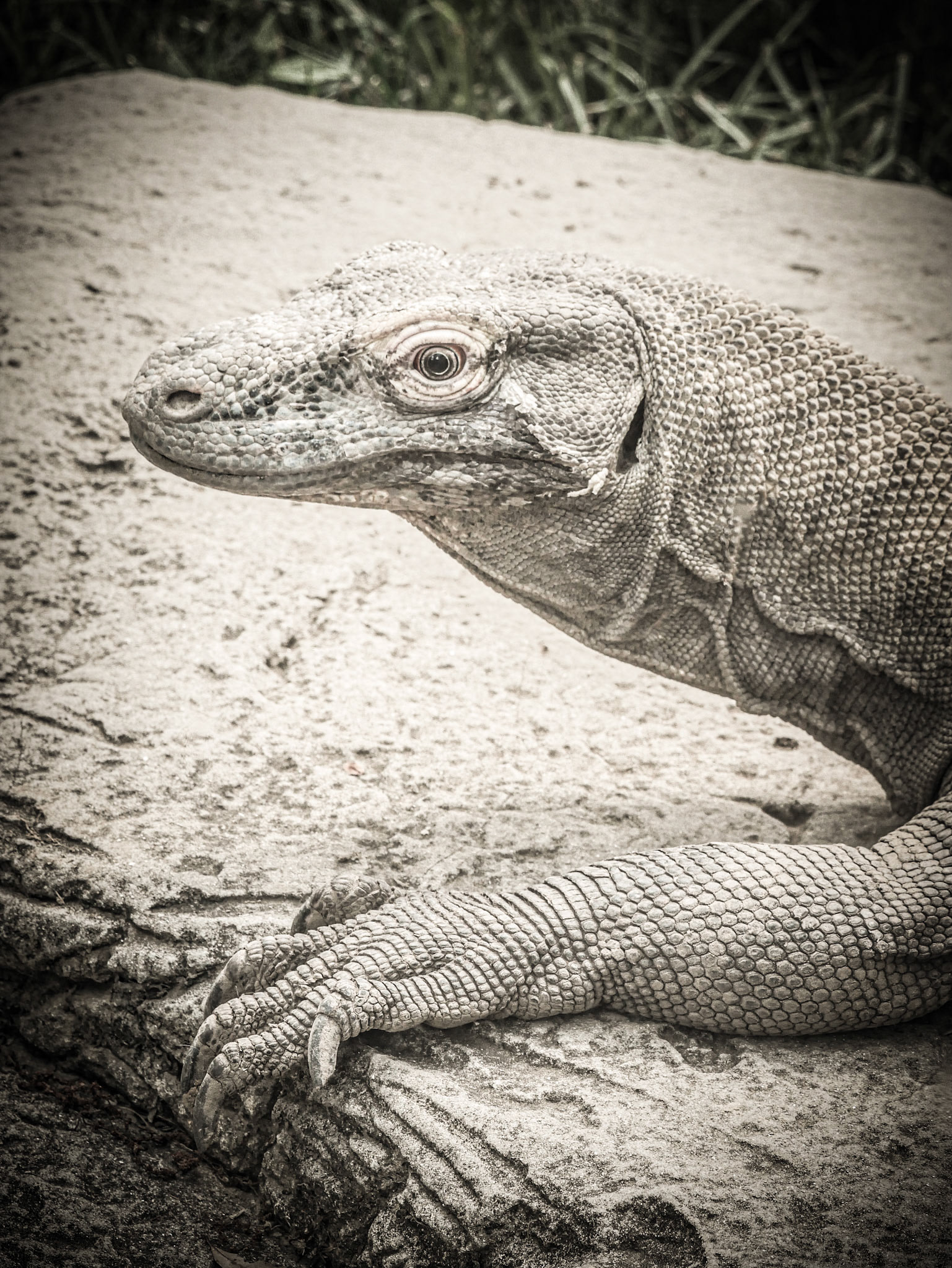 Komodo Dragon in style
