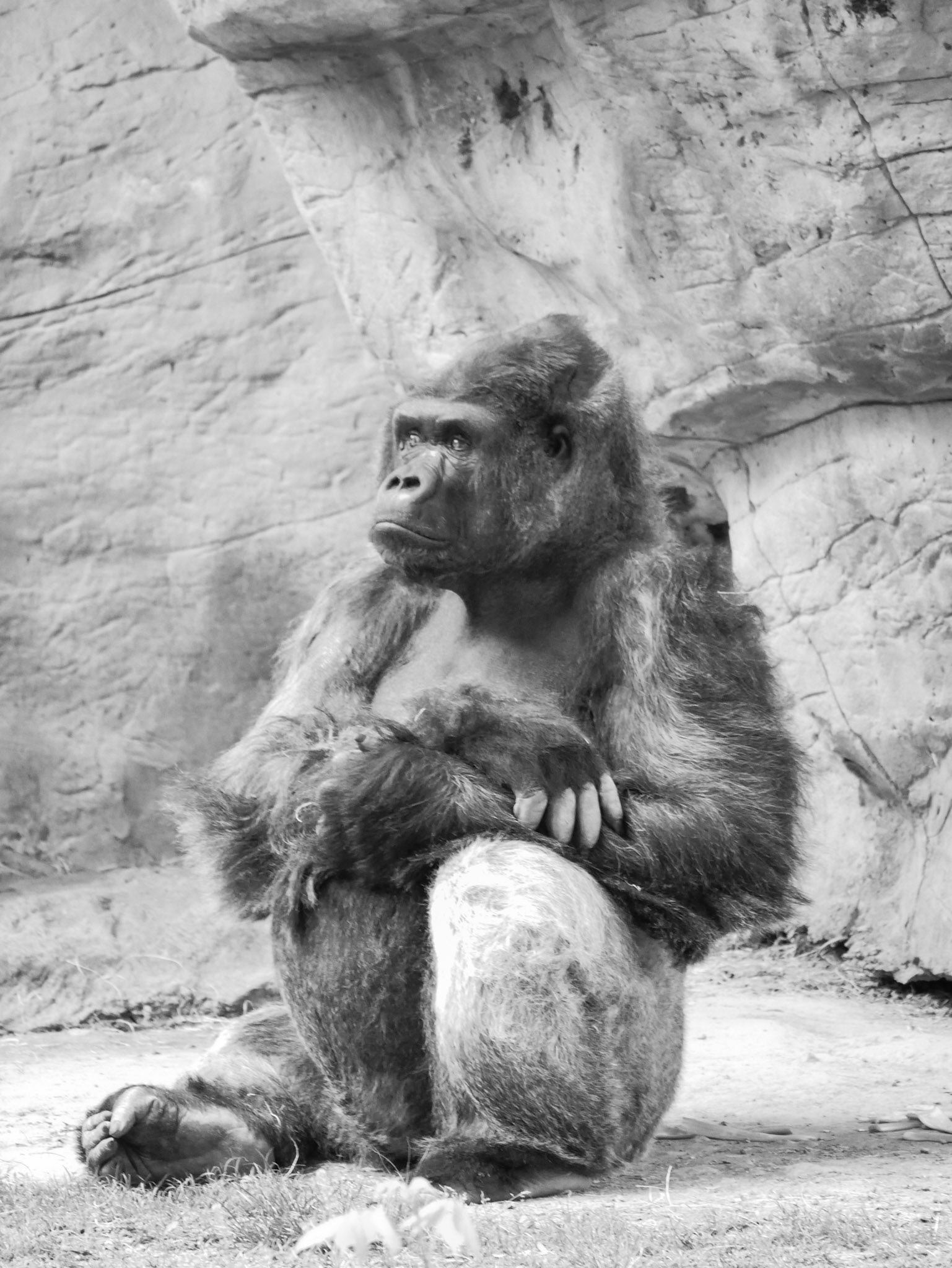 Gorilla in thought BW