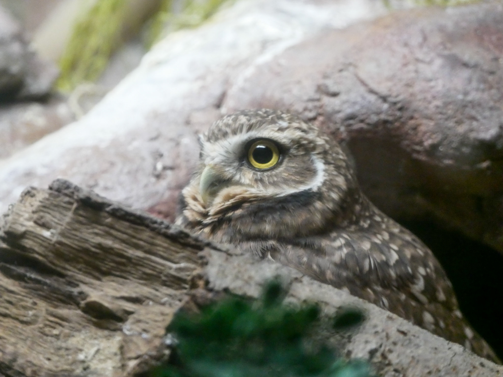 Burrowing Owl peeking