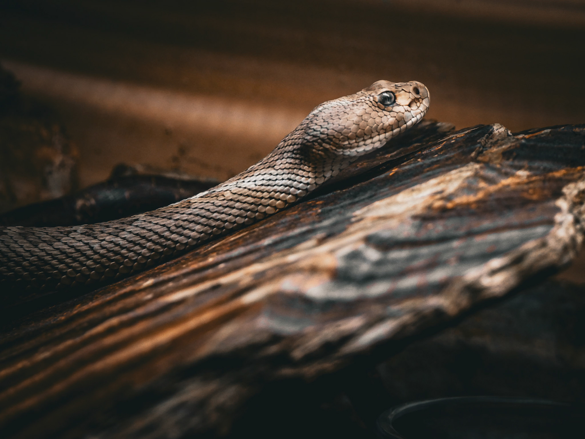 Red Diamond Rattlesnake