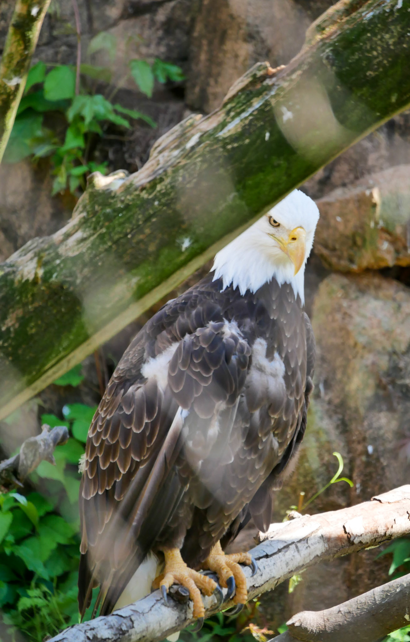 Bald eagle