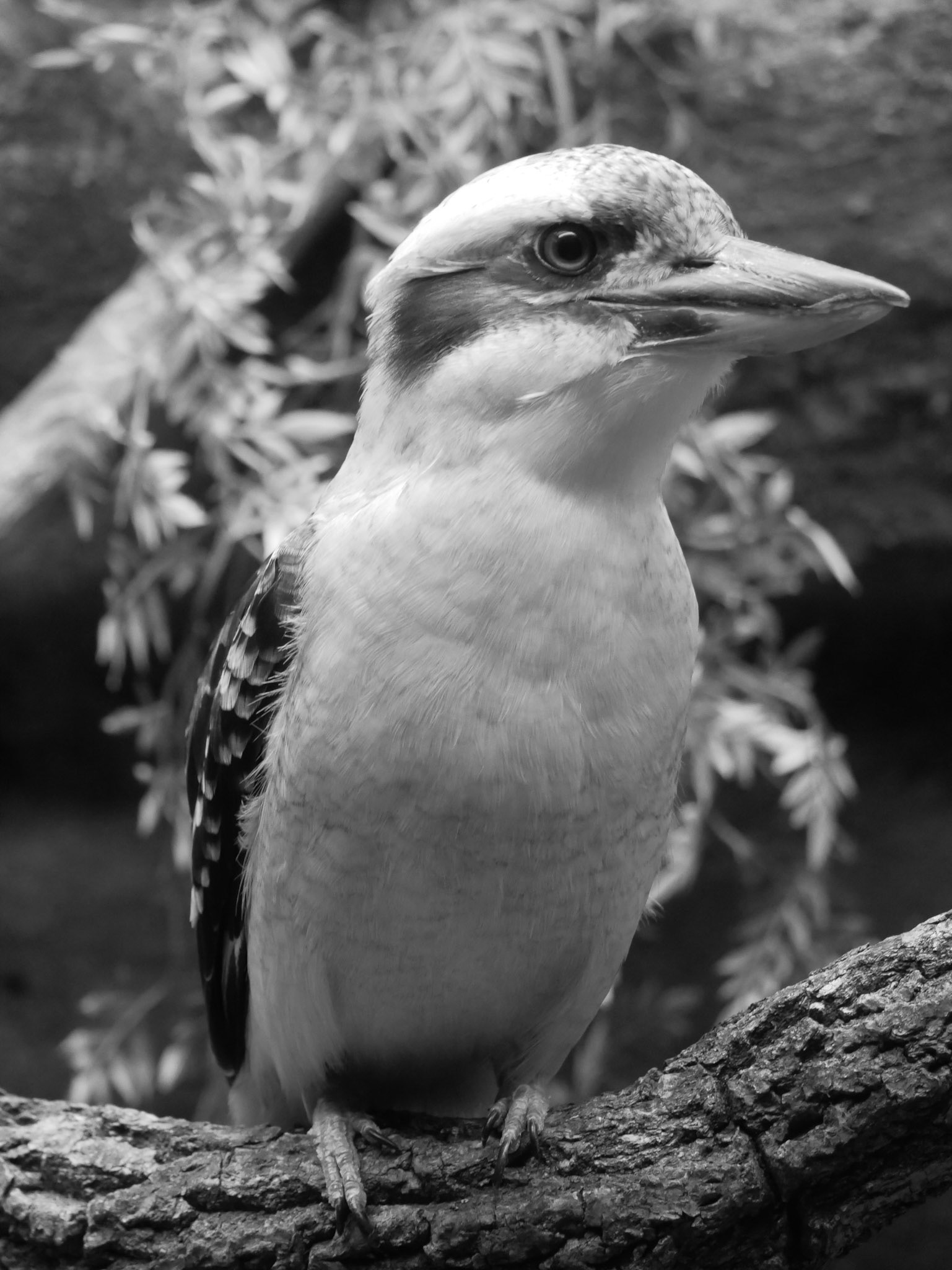 Laughing Kookaburra be