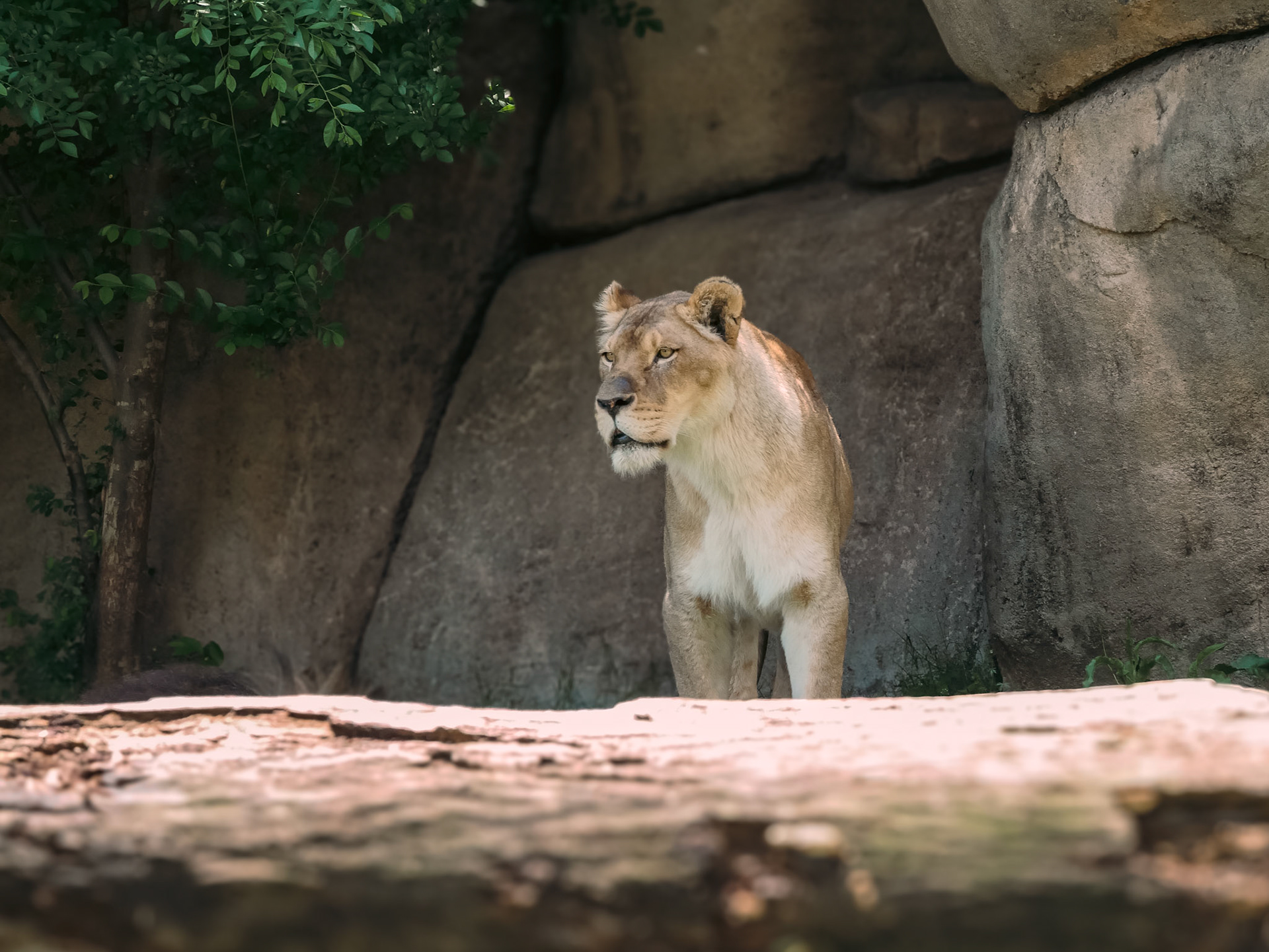 lioness