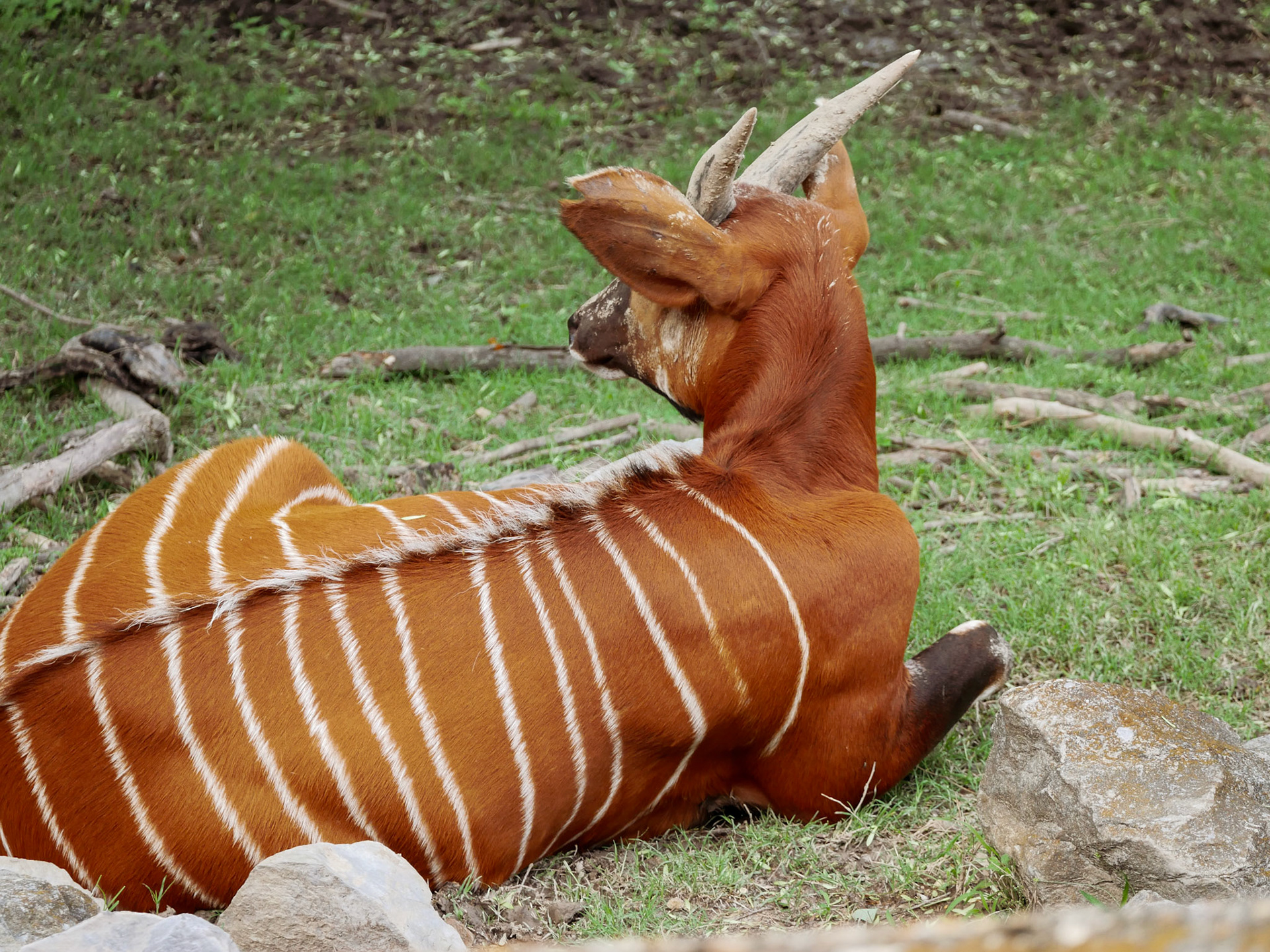 Bongo