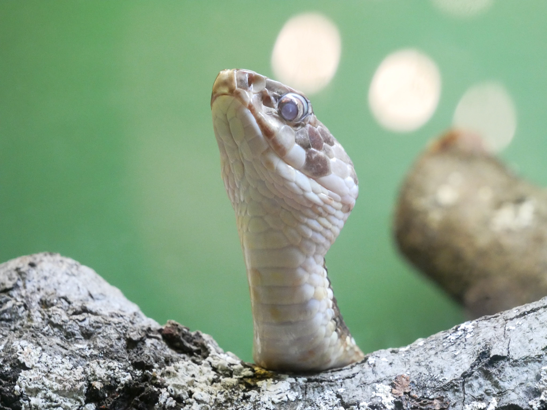 Egg-eating snake