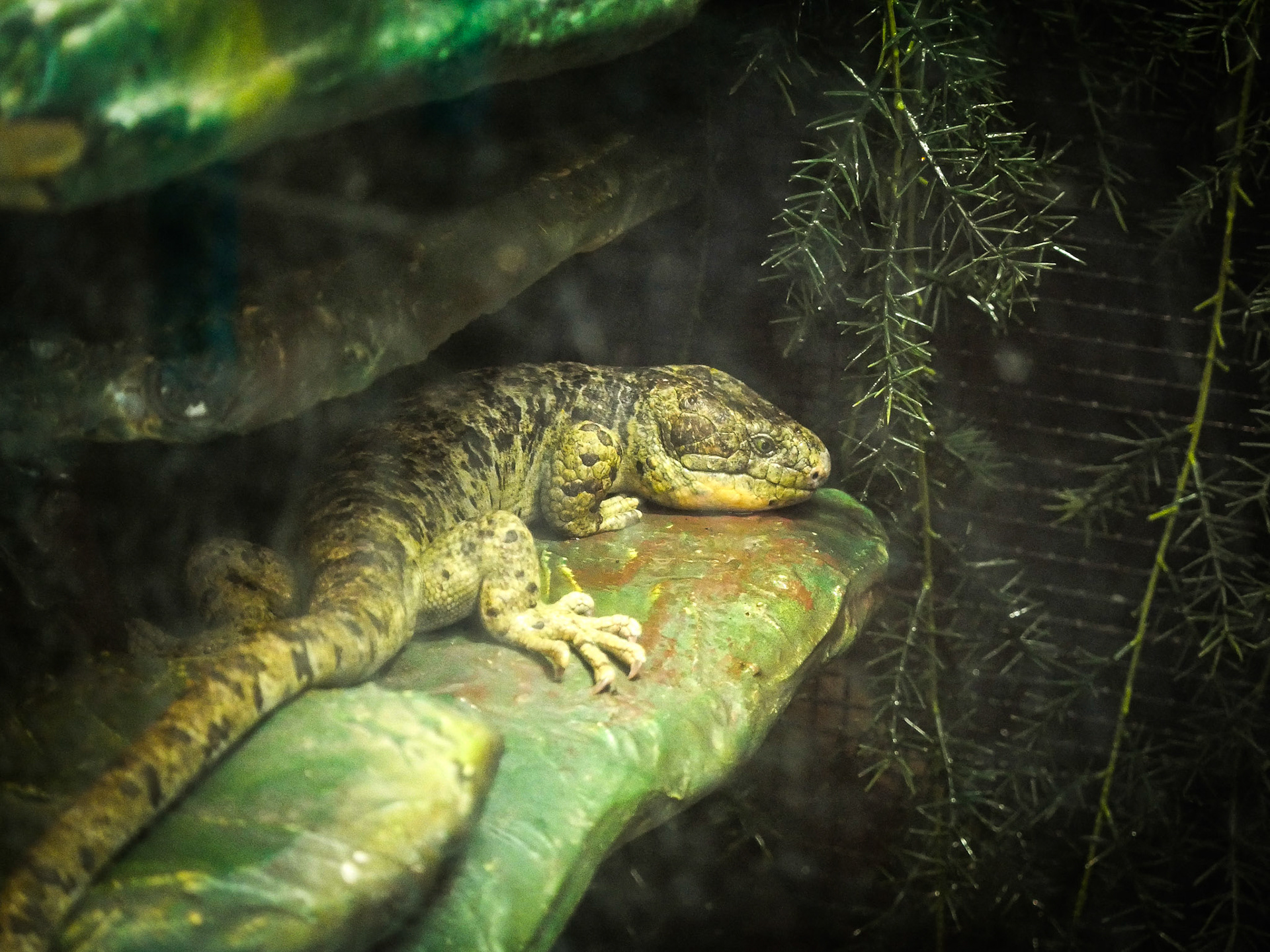 Solomon Islands Skink