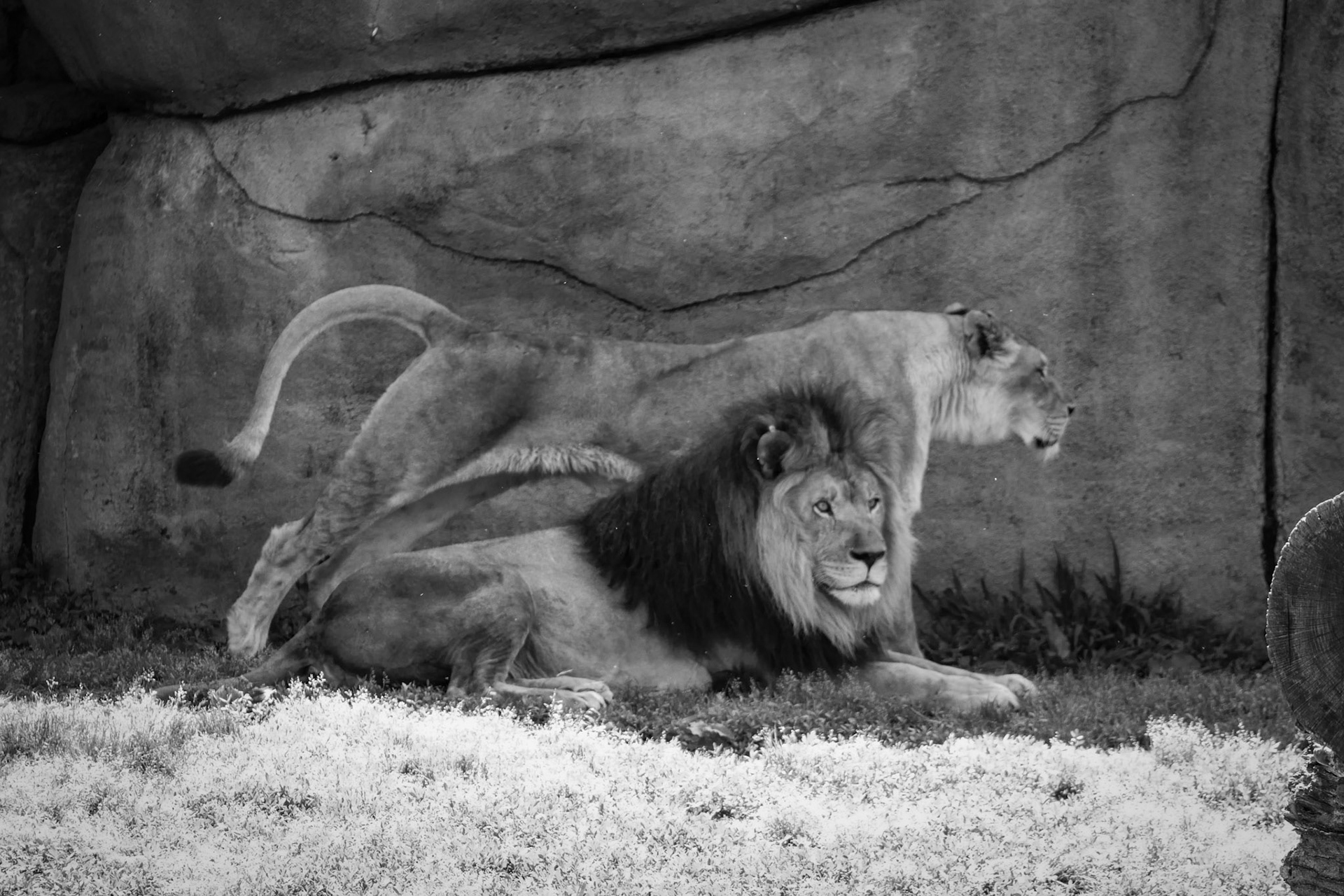 Lions BW