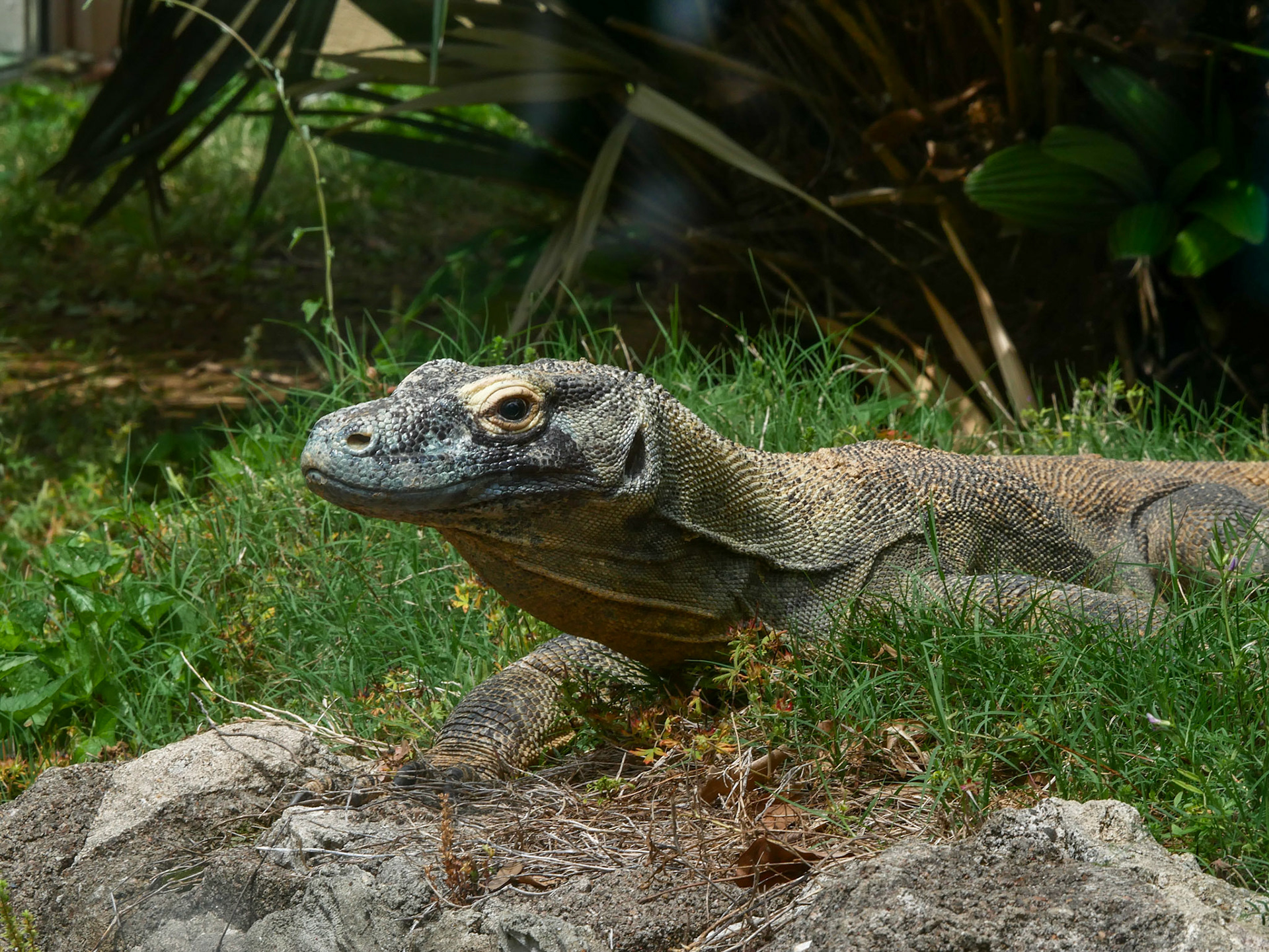 Komodo Dragon