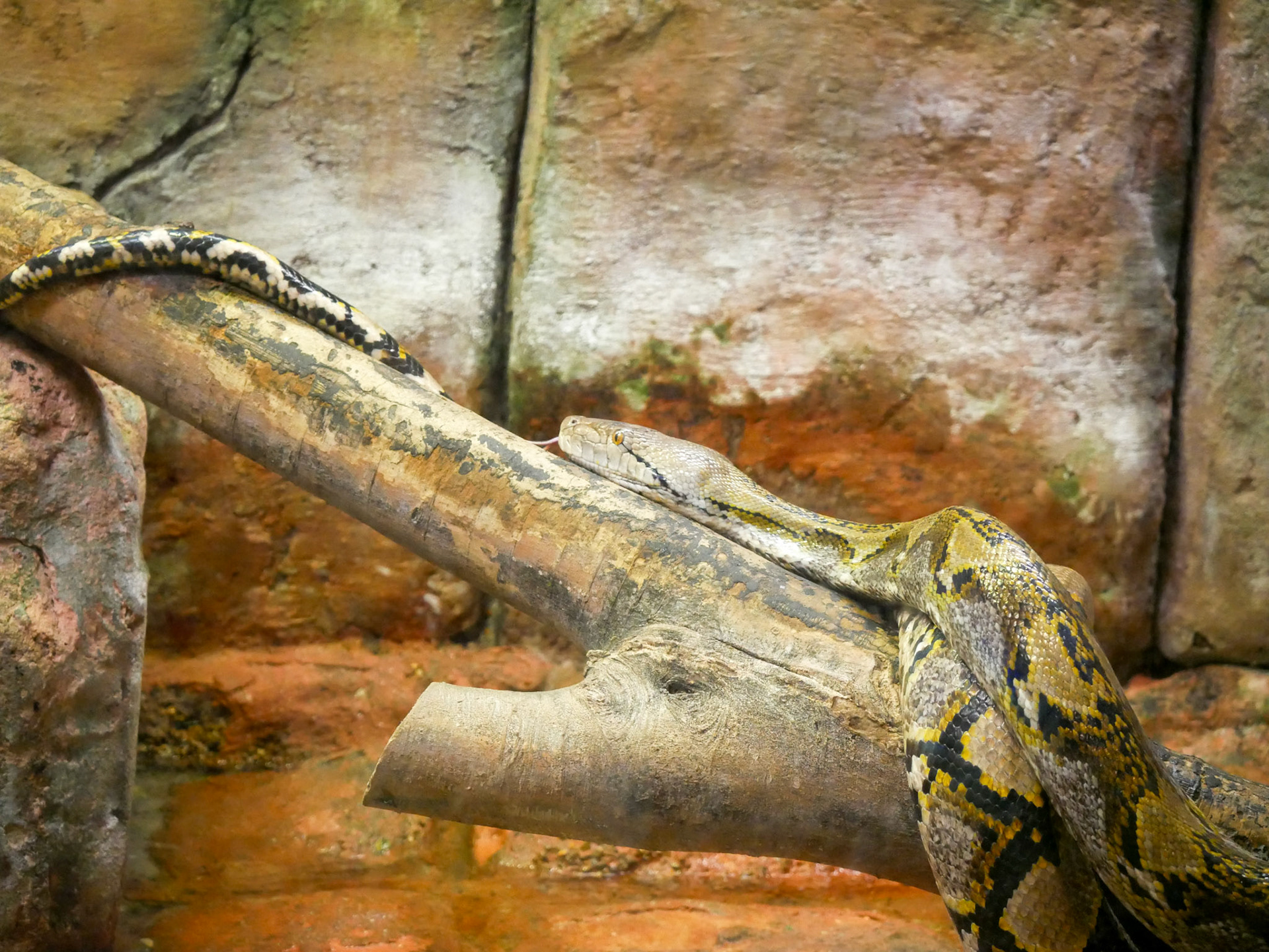 Reticulated Python