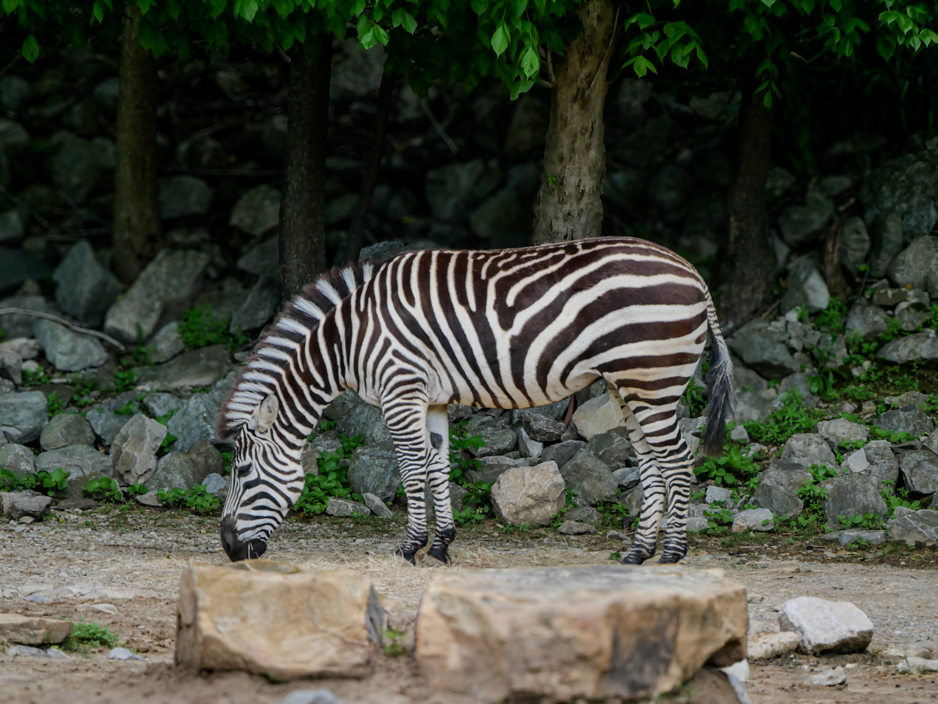 zebra