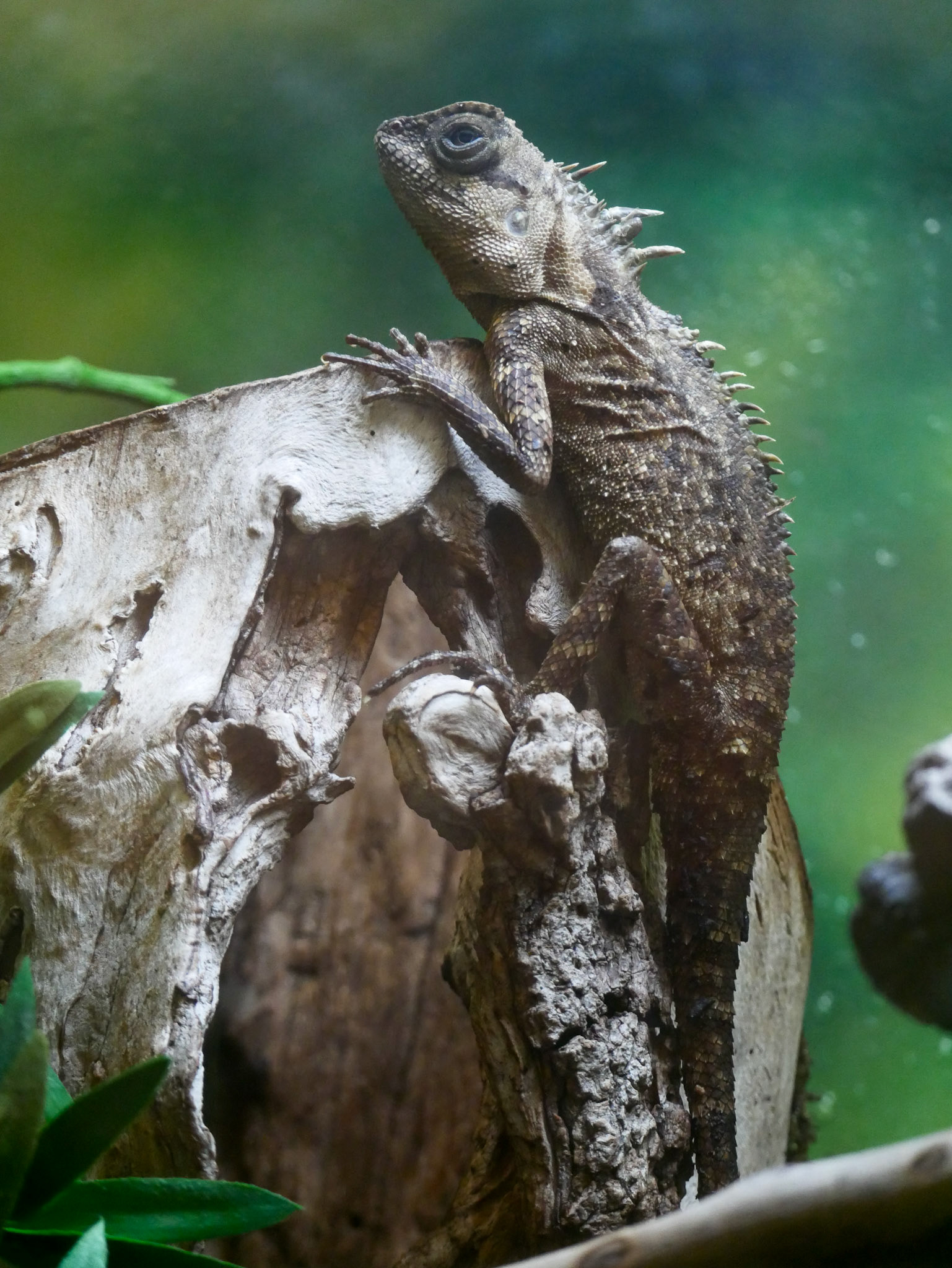 Indo-Chinese Spiny Lizard
