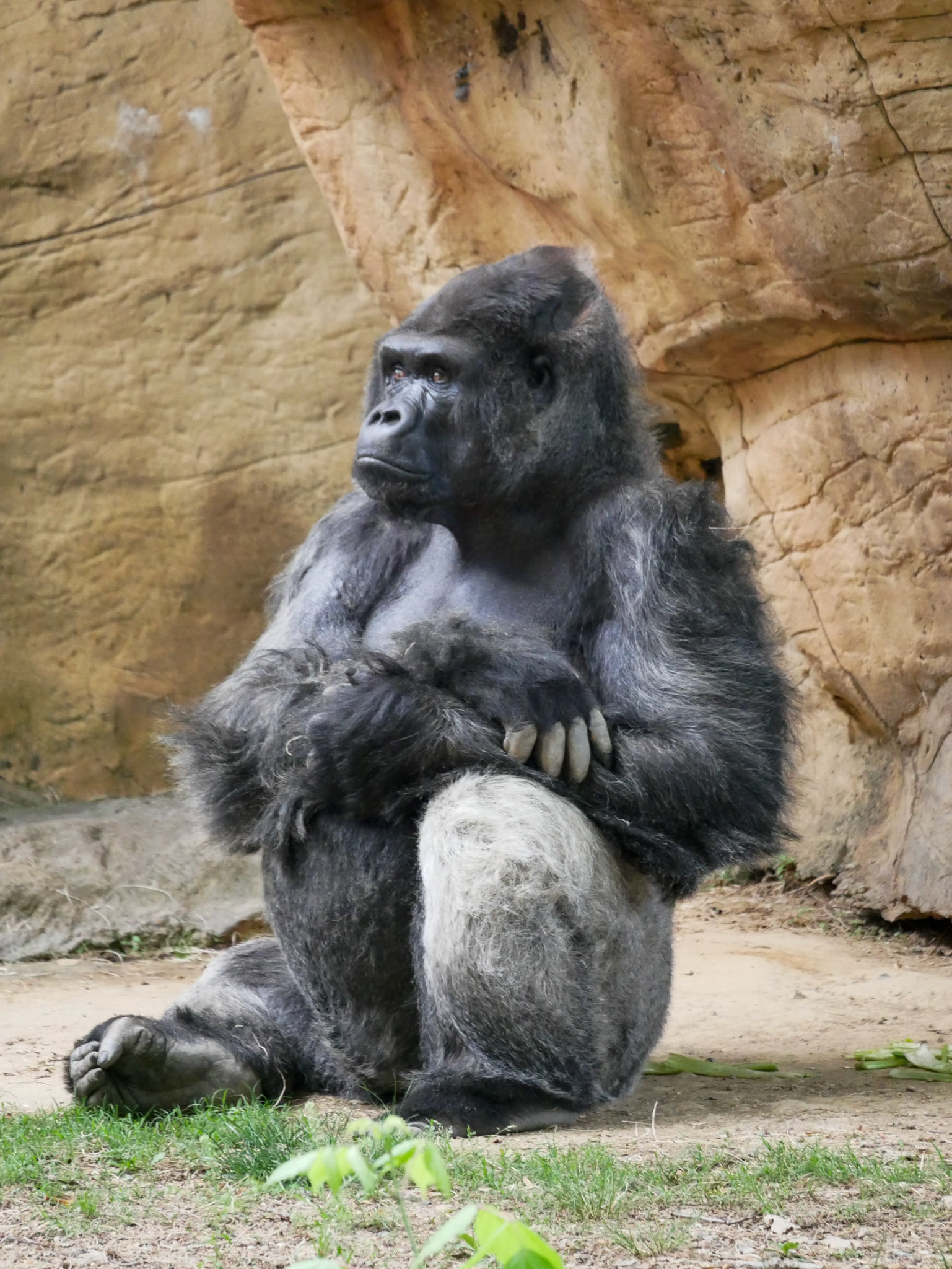 Gorilla in thought