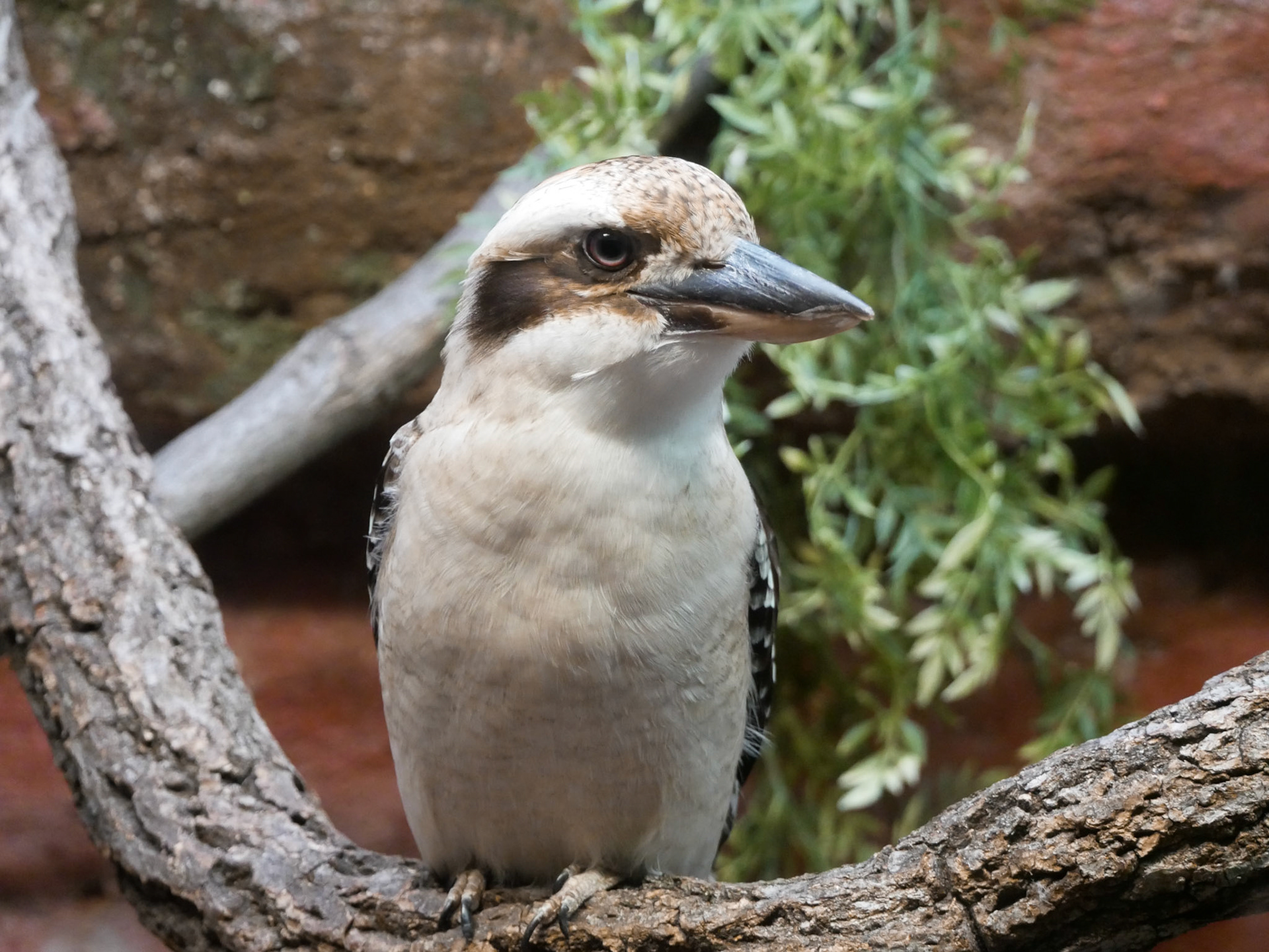  Laughing Kookaburra