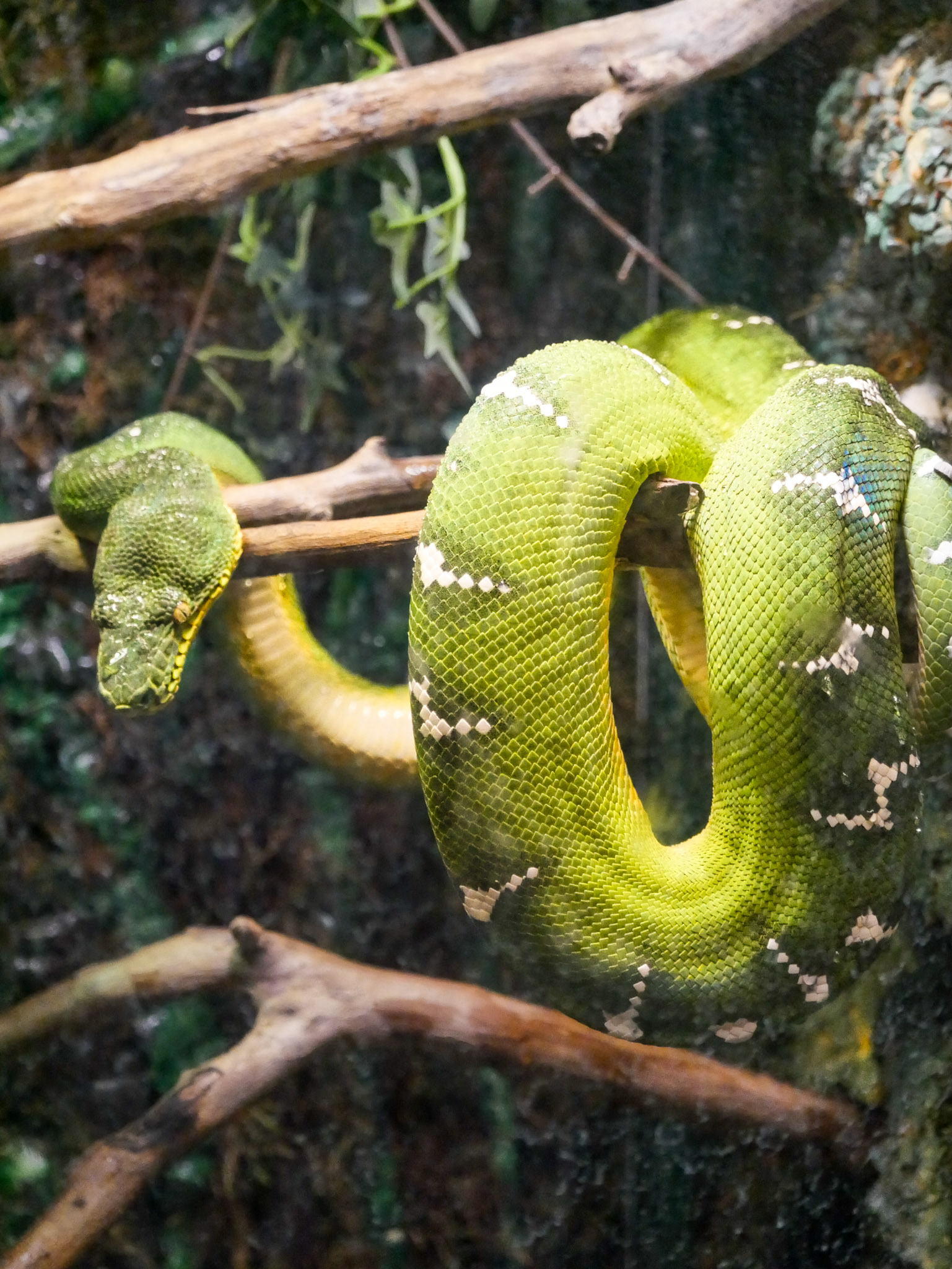 Emerald Tree Boa