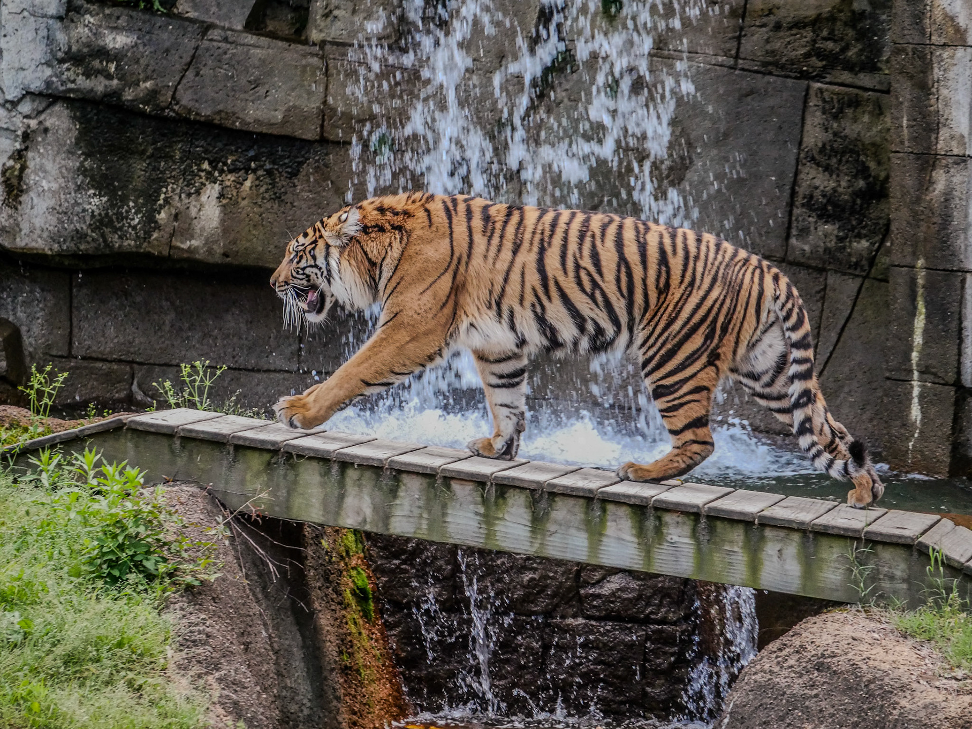 Bengal tiger