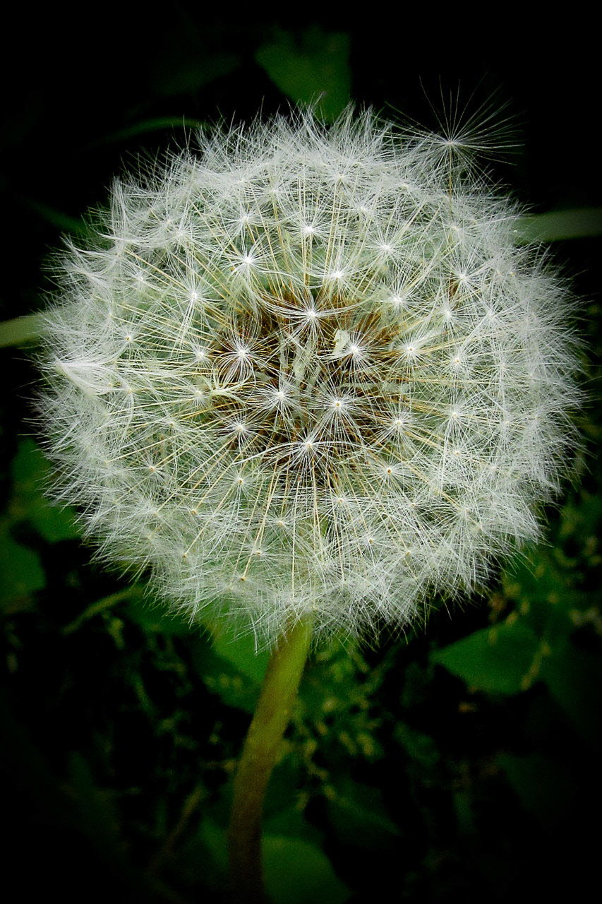 Dandelion Seed Ball