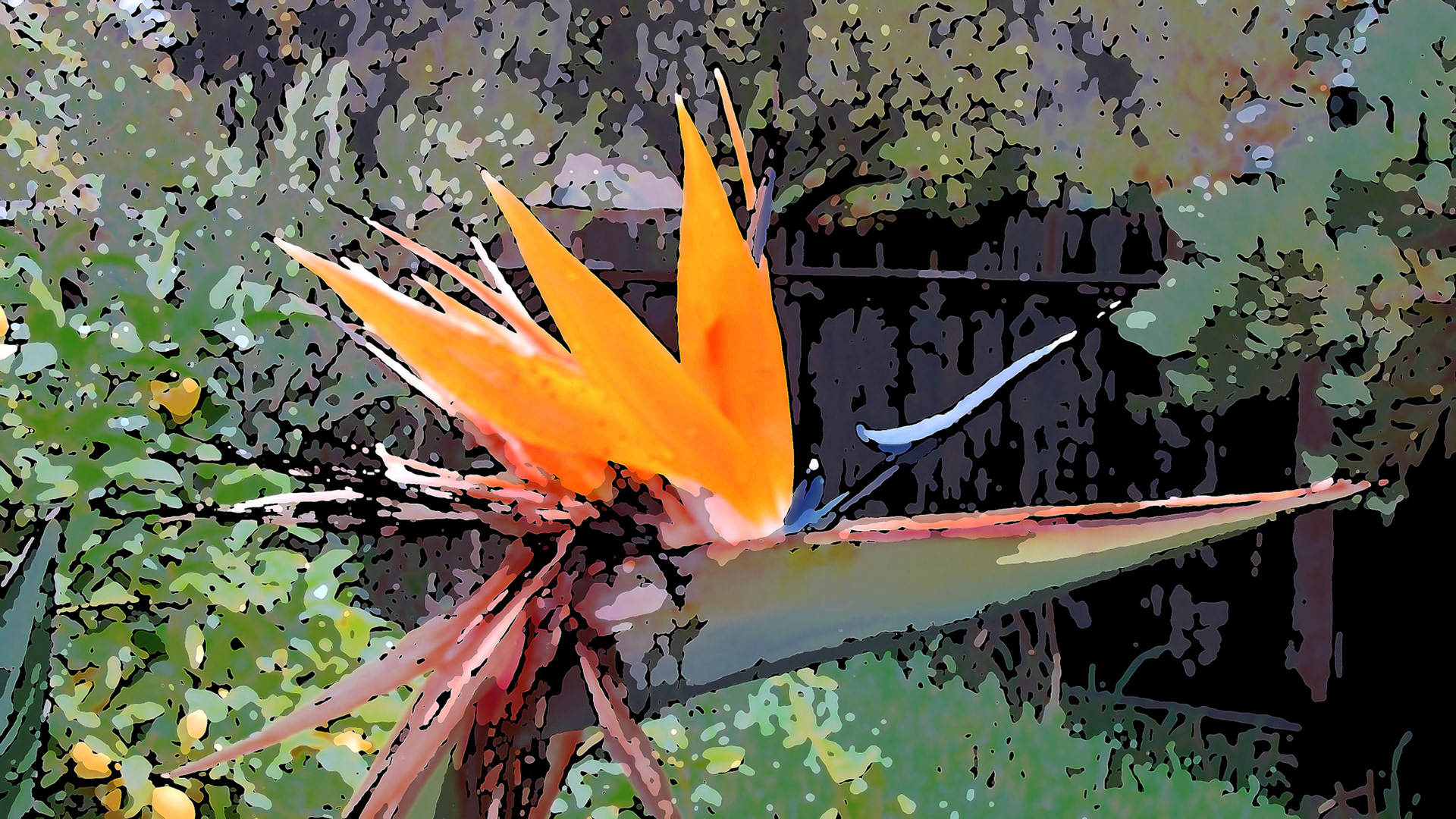 Bird of Paridise