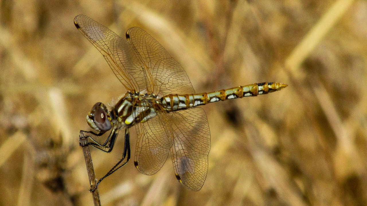 Dragonfly, Stevens Creek Trail, Mountain View, CA