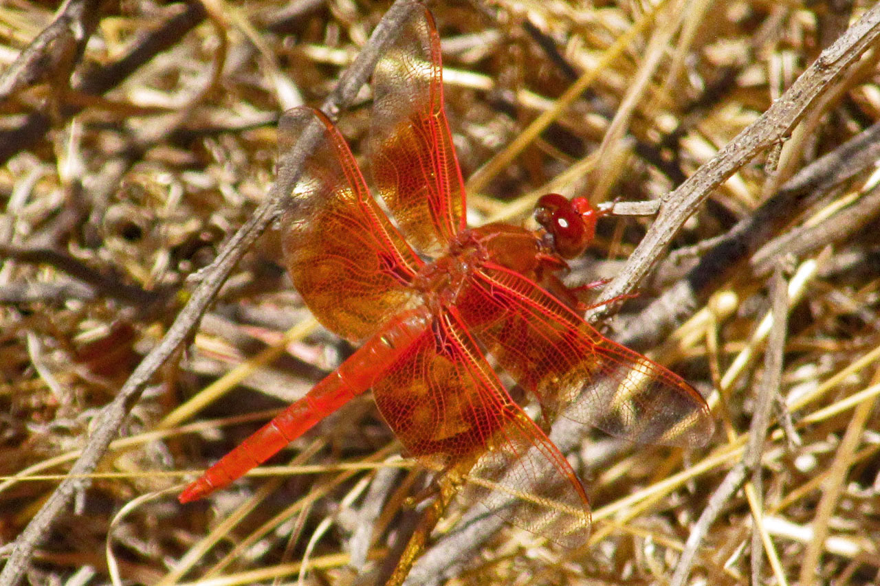 Dragonfly, Stevens Creek Trail, Mountain View, CA