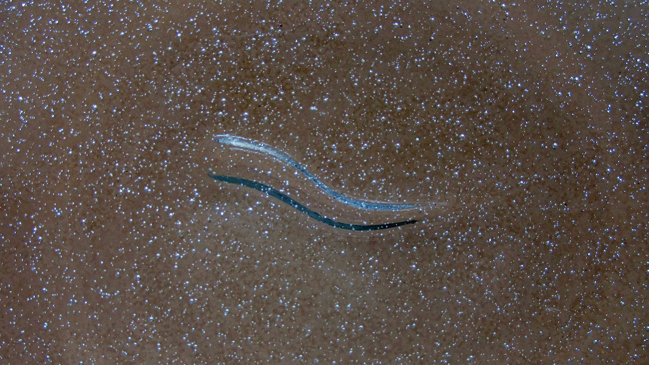 Lifeform
