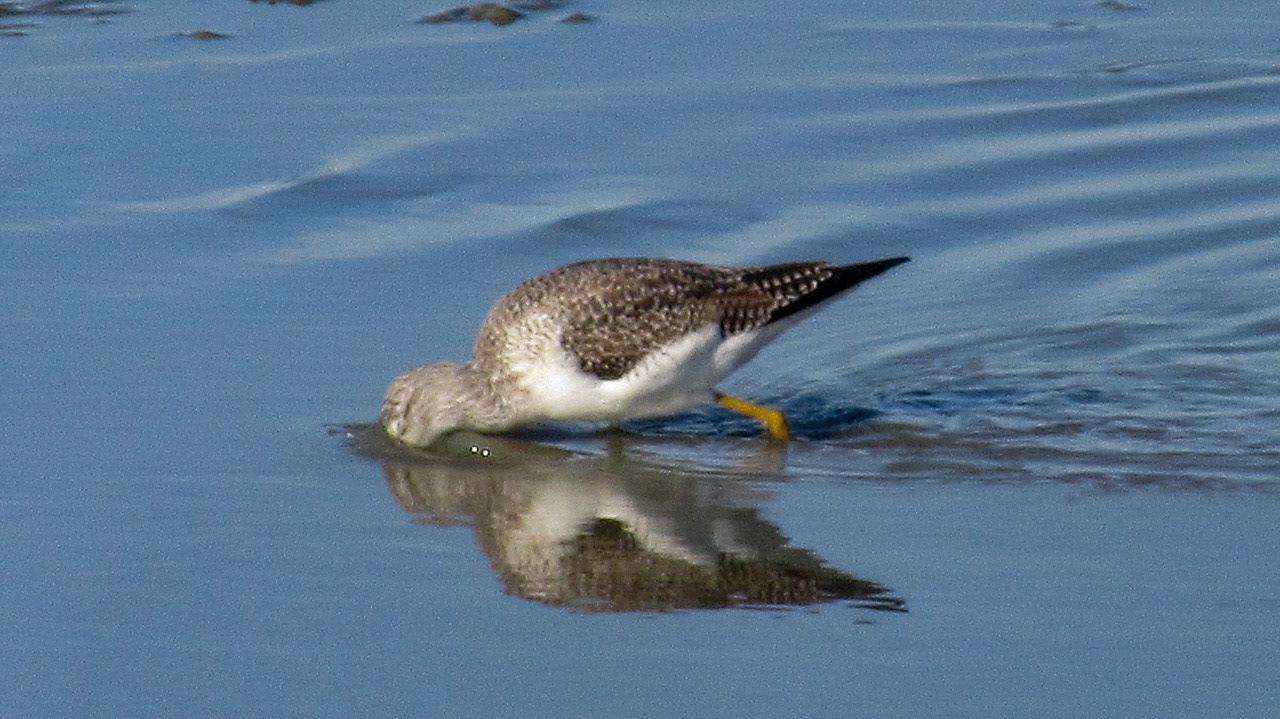 Greater Yellowlegs
(Tringa melanoleuca), Stevens Creek Outflow, Mountain View, CA