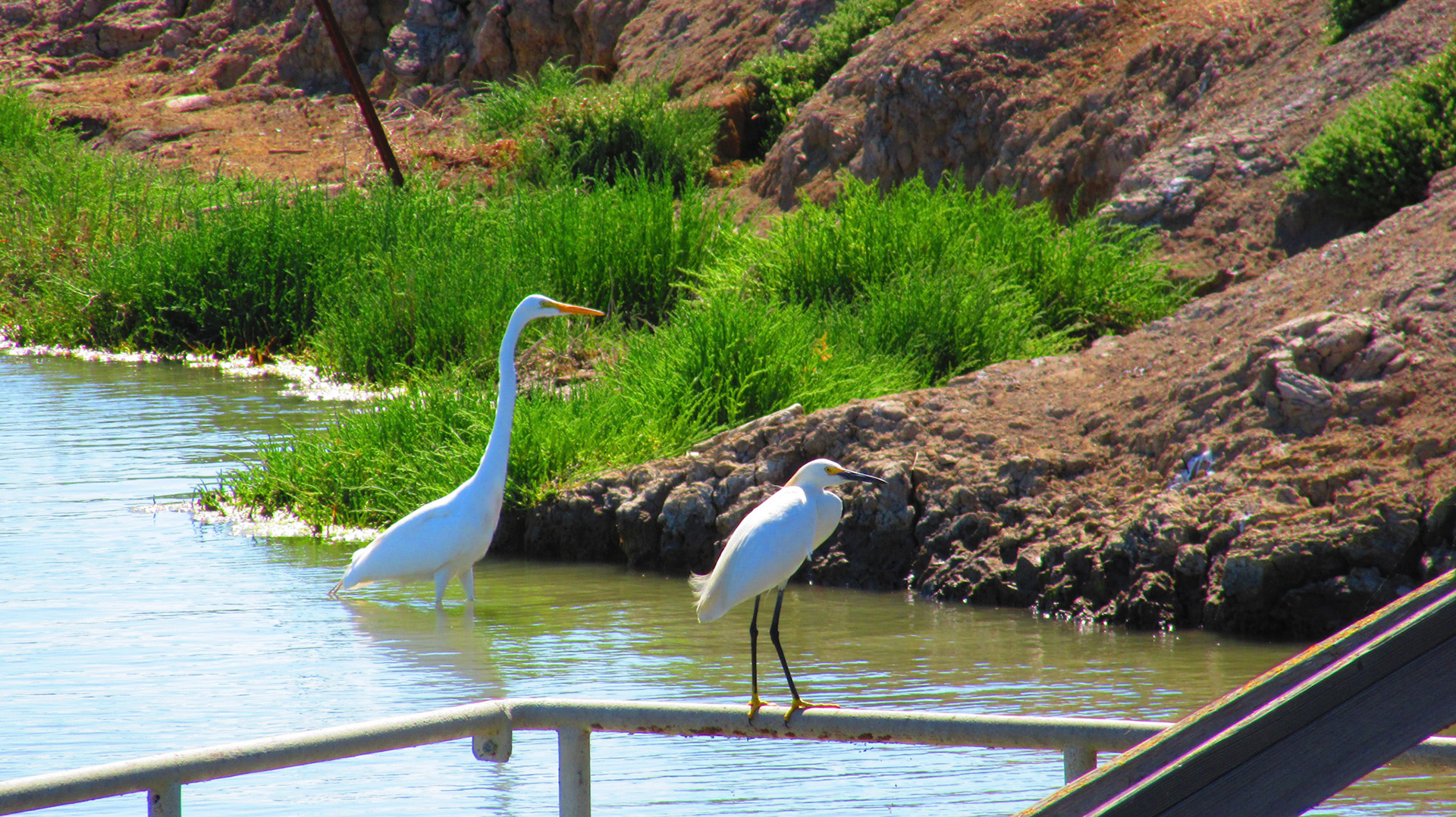 Egrets, Don Edwards Wildlife Refuge, SF Bay Wetlands