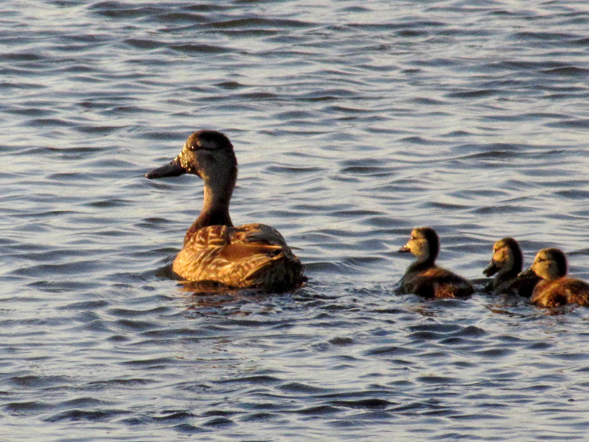 Ducklings Following Mother, SF Bay Wetlands, Mountain View, CA