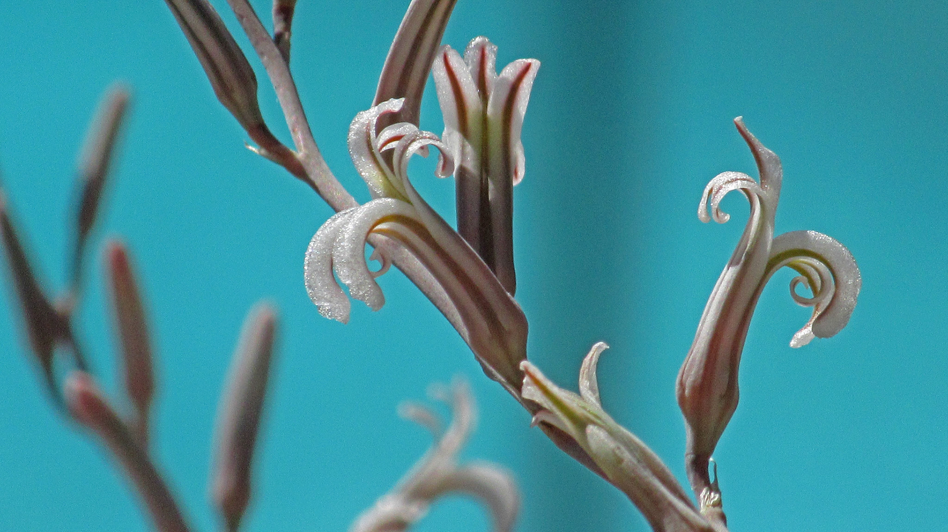 Catus Flower