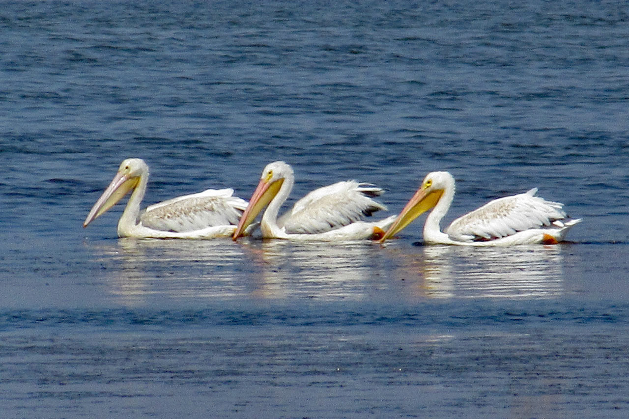 Pelicans, South SF Bay Wetlands