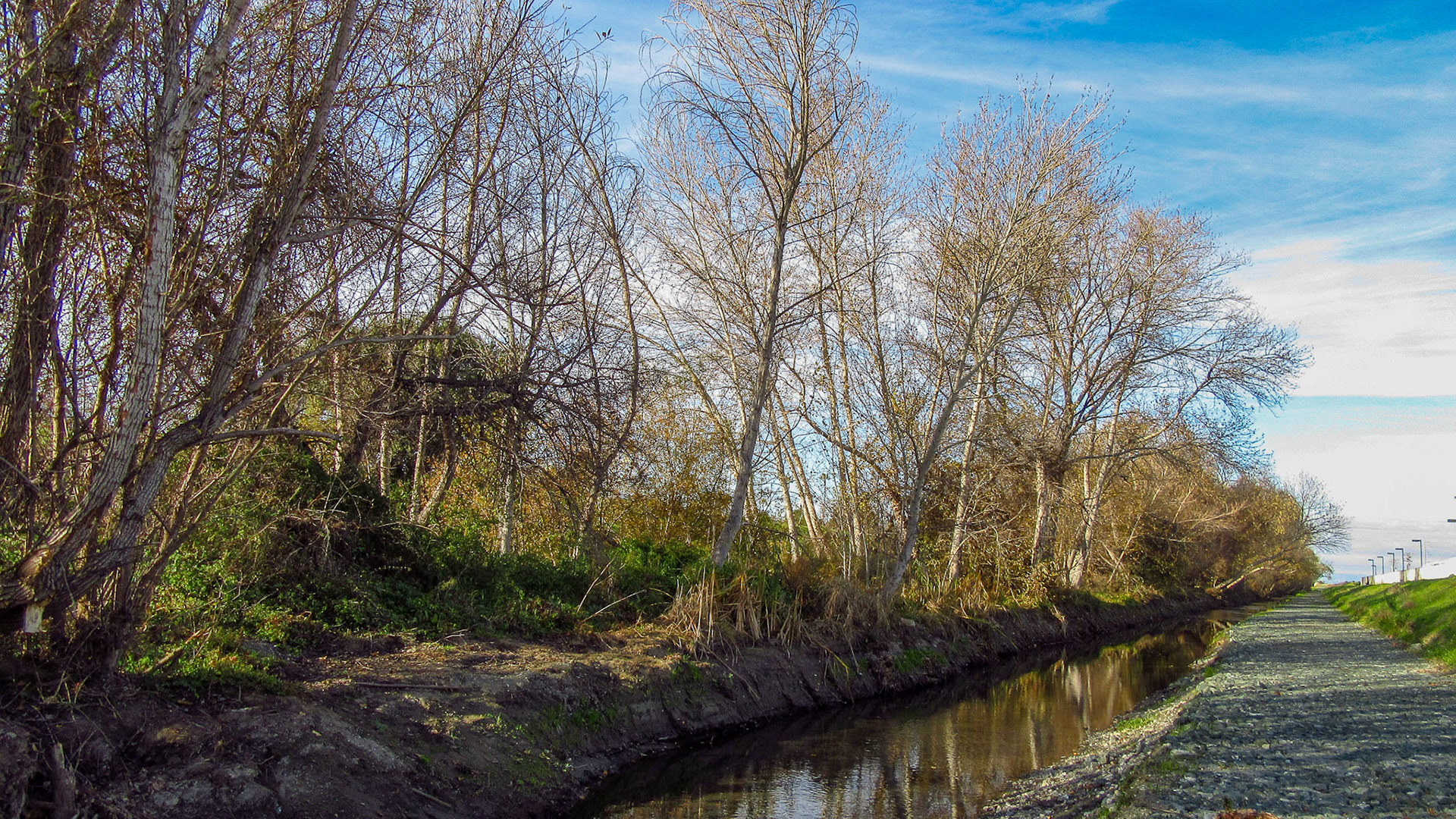 Stevens Creek East Bank Looking North