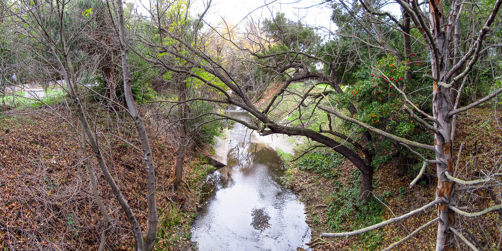 Stevens Creek In December