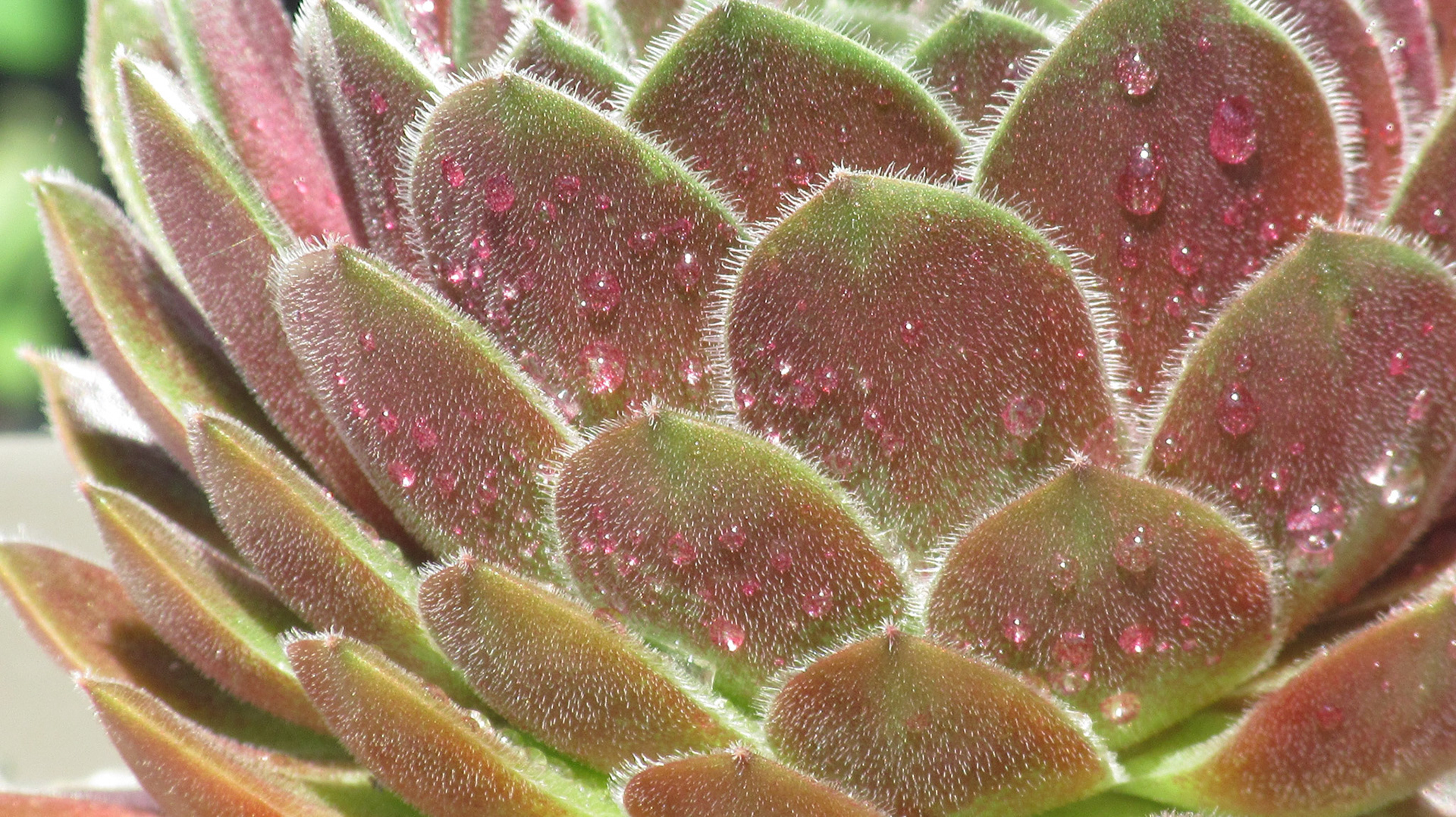 Catus Petals