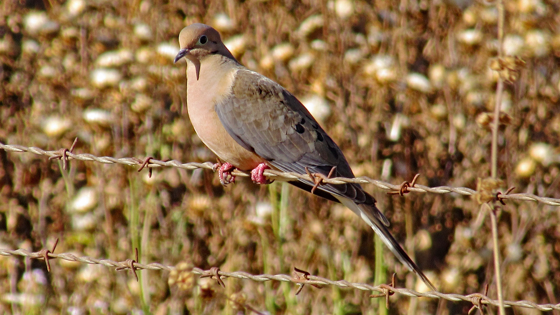 Morning Dove on Barbed Wire